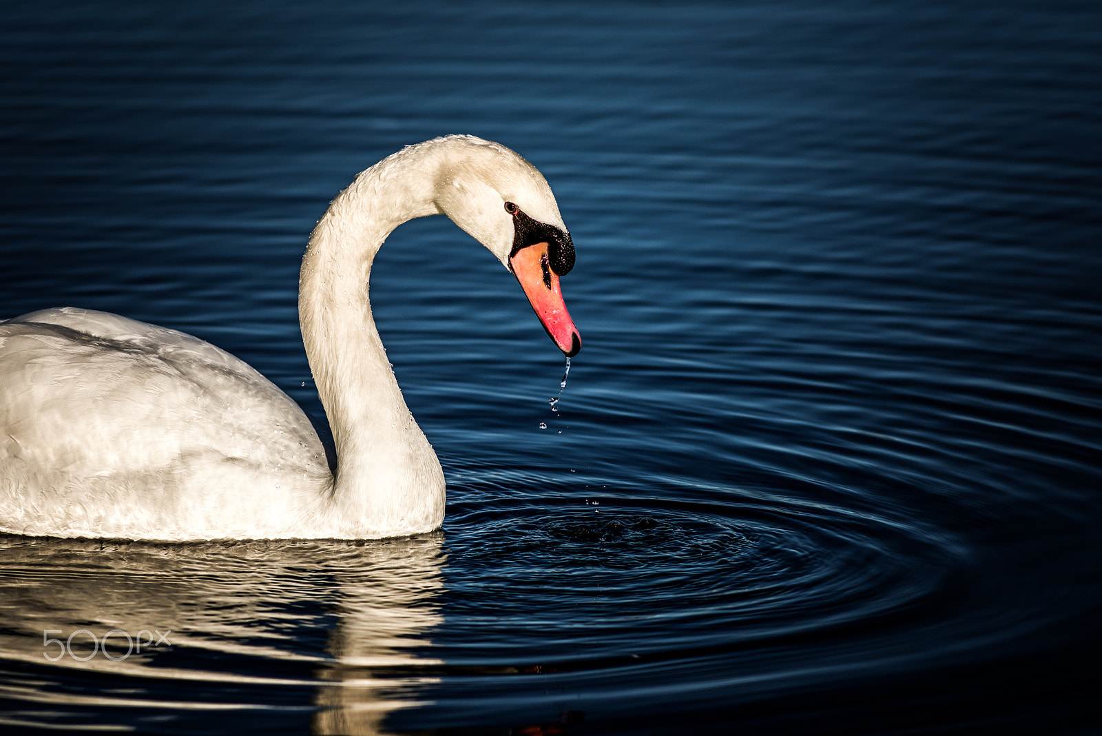 Pentax smc DA* 200mm F2.8 ED (IF) SDM sample photo. Lonely swan photography