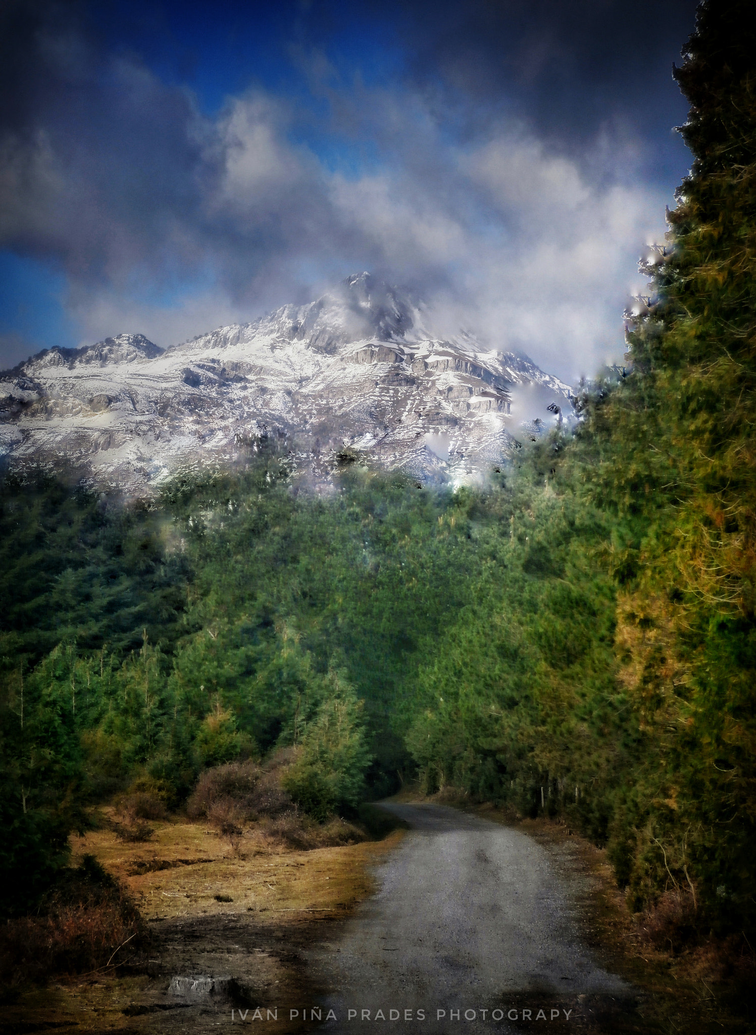 Olympus VR340,D750 sample photo. The path of the pines photography