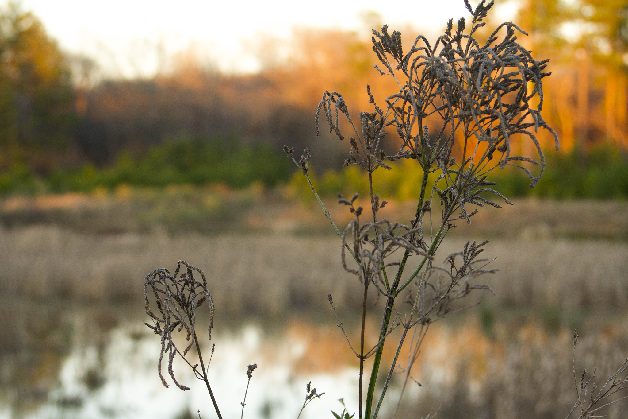Canon EF 28-70mm f/3.5-4.5 sample photo. Day 8: the wild photography
