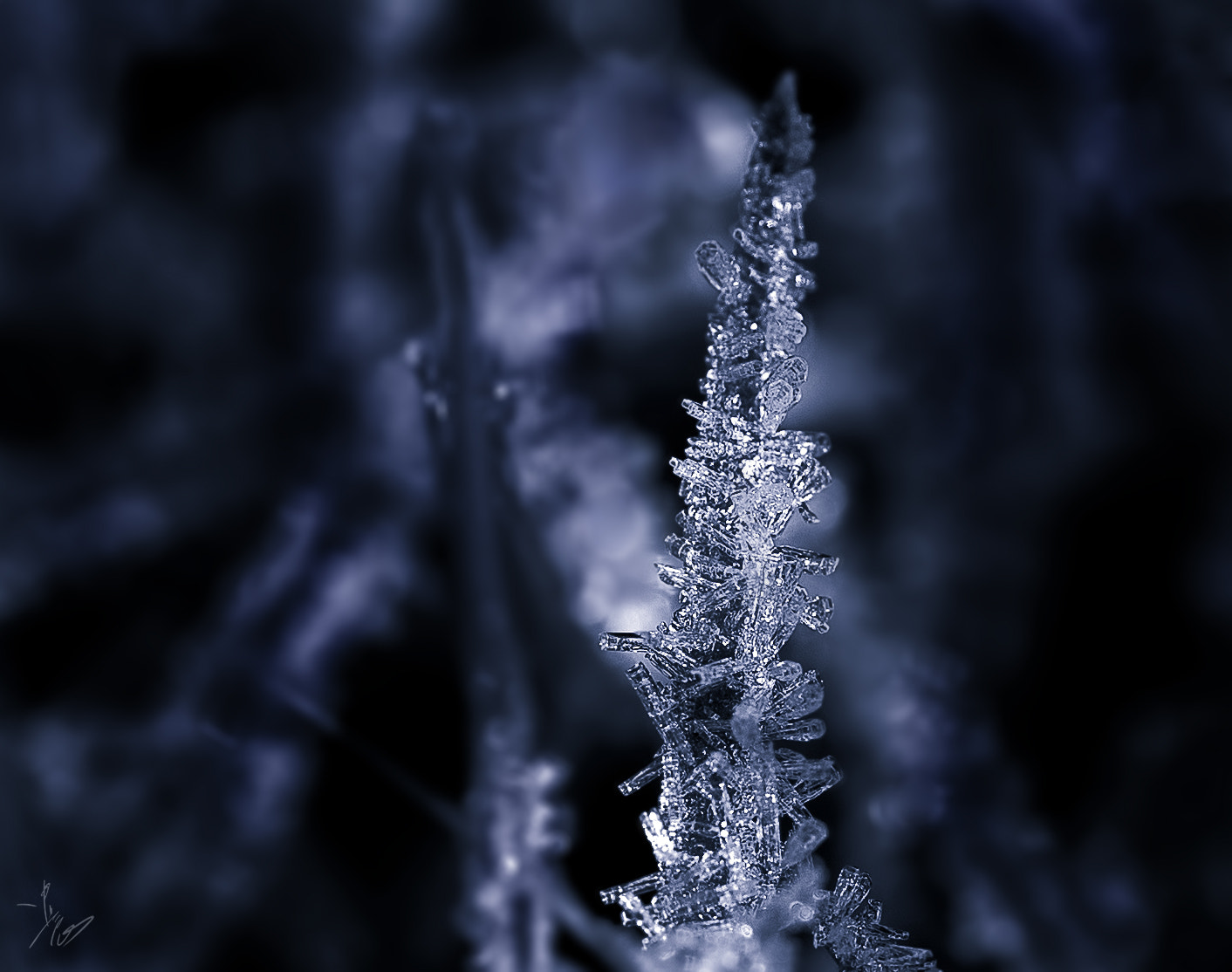 ZEISS Makro-Planar T* 50mm F2 sample photo. Cold photography