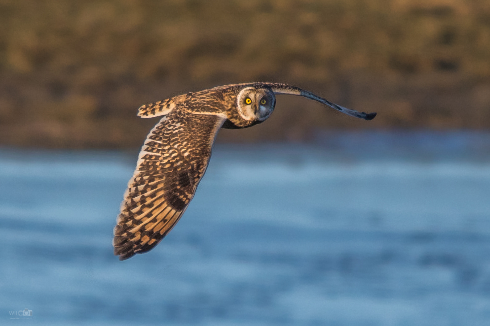 Sigma 150-500mm F5-6.3 DG OS HSM sample photo. Short-eared owl photography