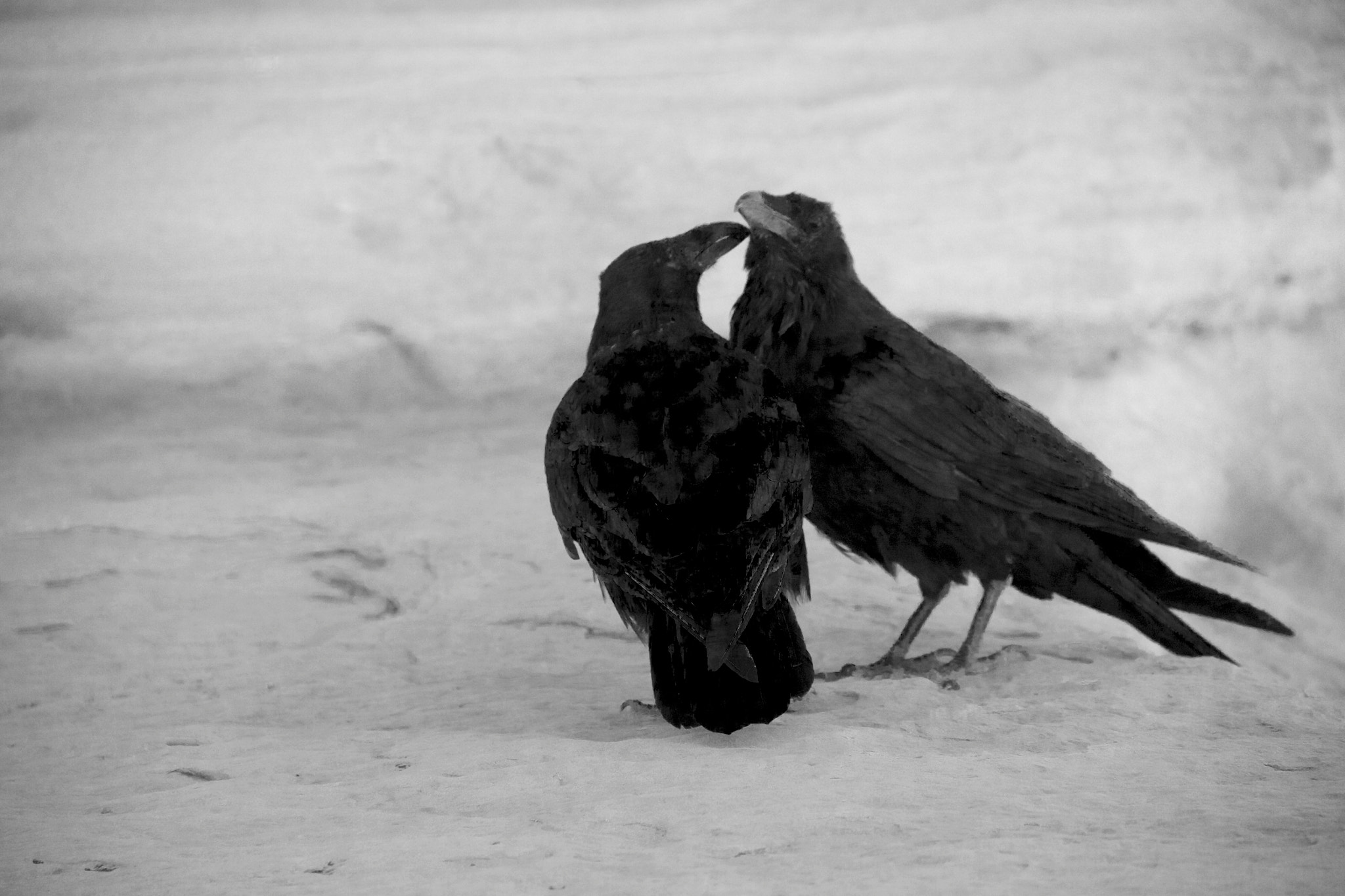 Canon EOS 50D sample photo. Simple beauty in nature. in moab photography