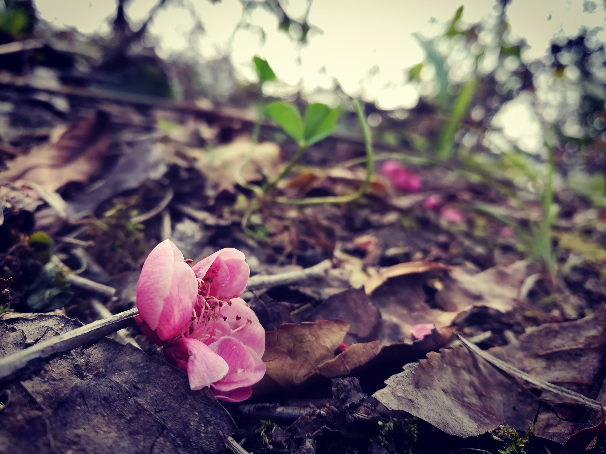 HUAWEI c??Eu?s 6X sample photo. 落花 photography