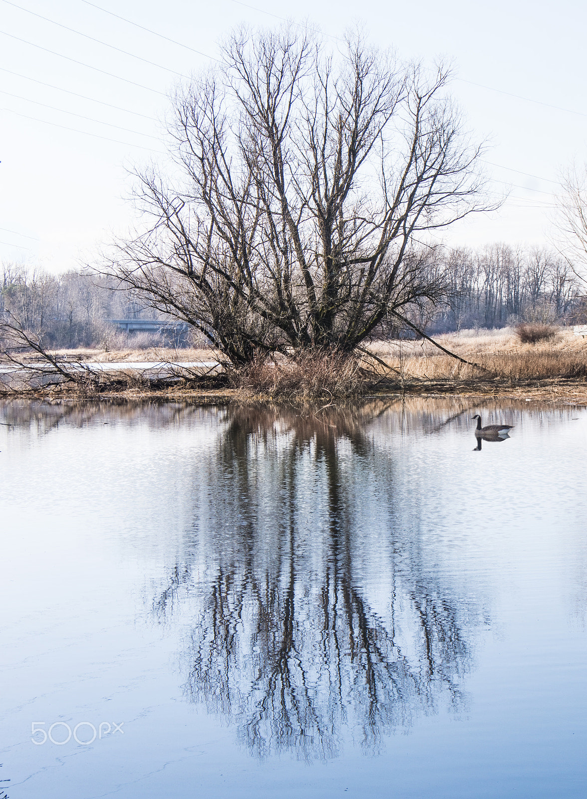 Sony SLT-A77 sample photo. Winter goose photography