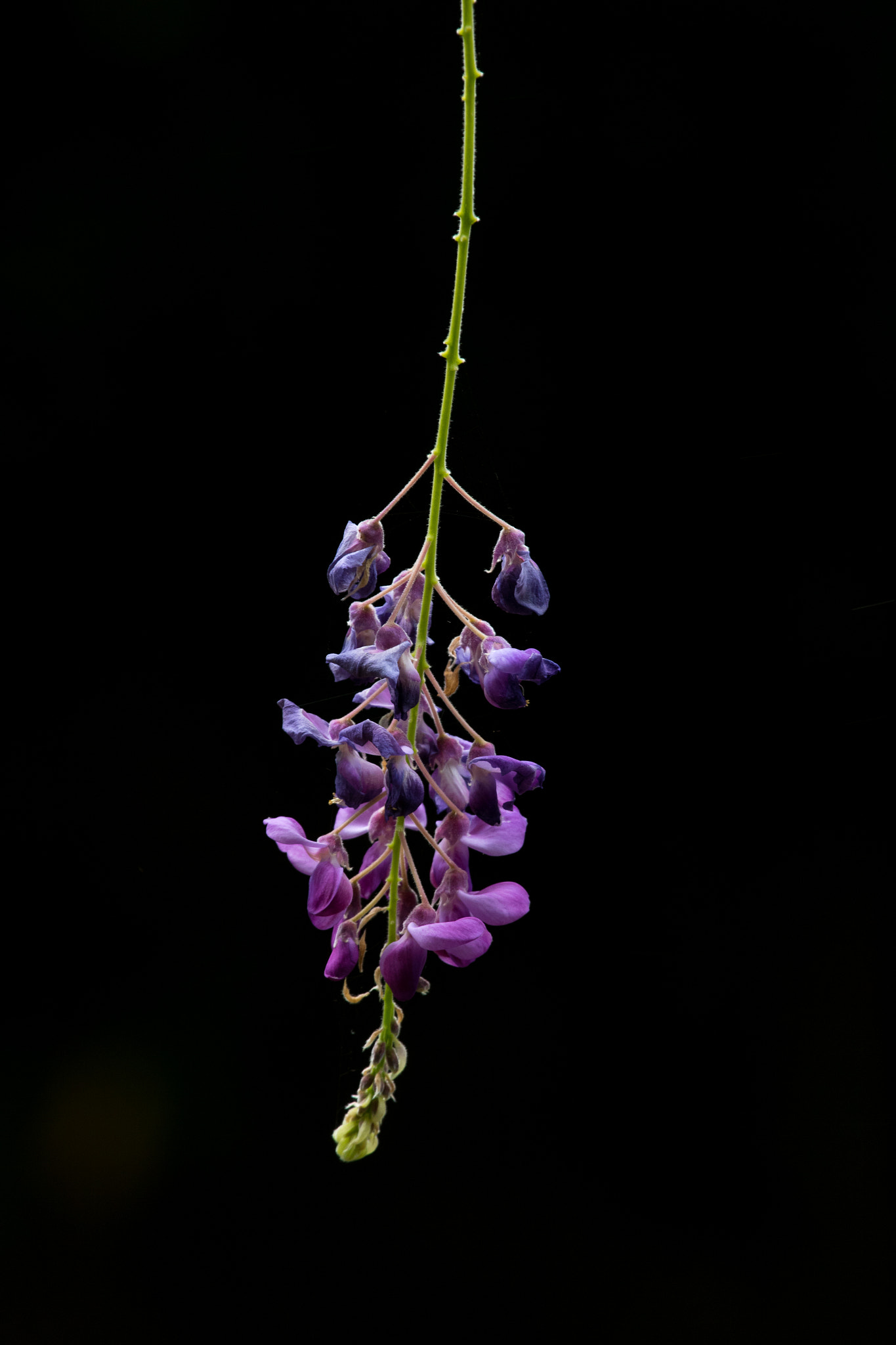 Canon EF 70-200mm F4L IS USM sample photo. Purple flower photography