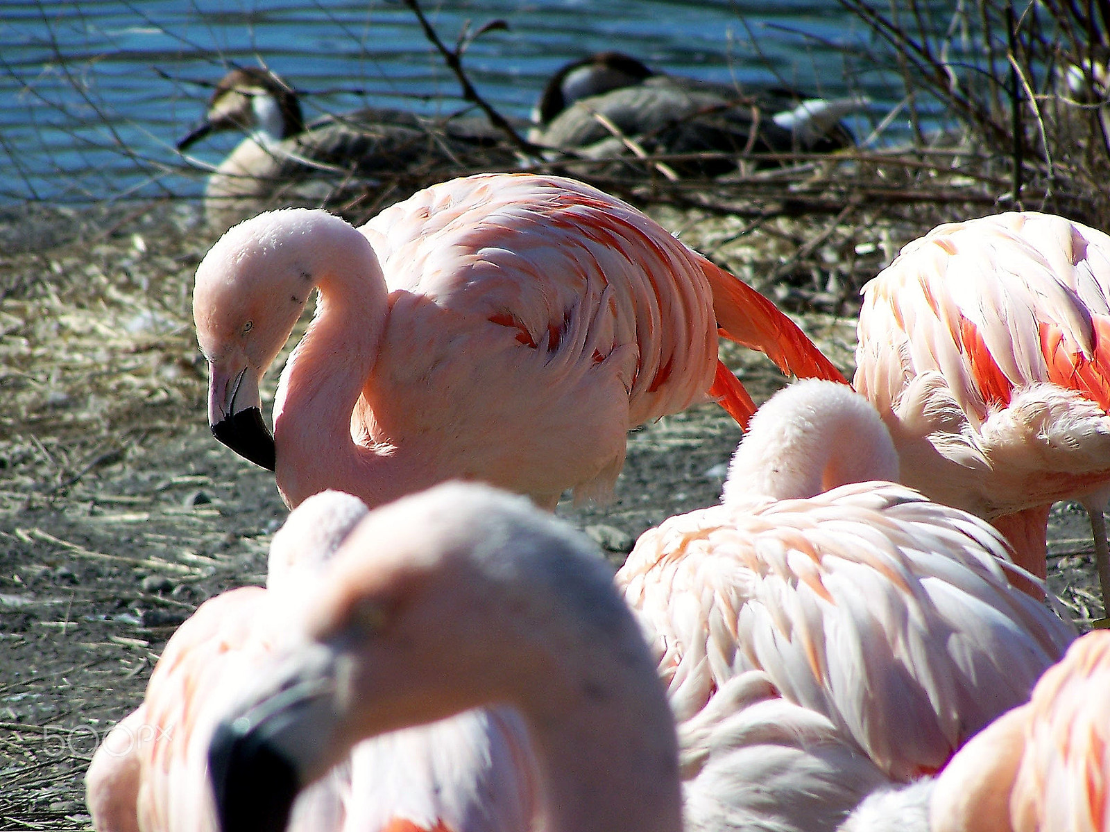 Kodak DX7590 ZOOM DIGITAL CAMERA sample photo. Flamingo photography