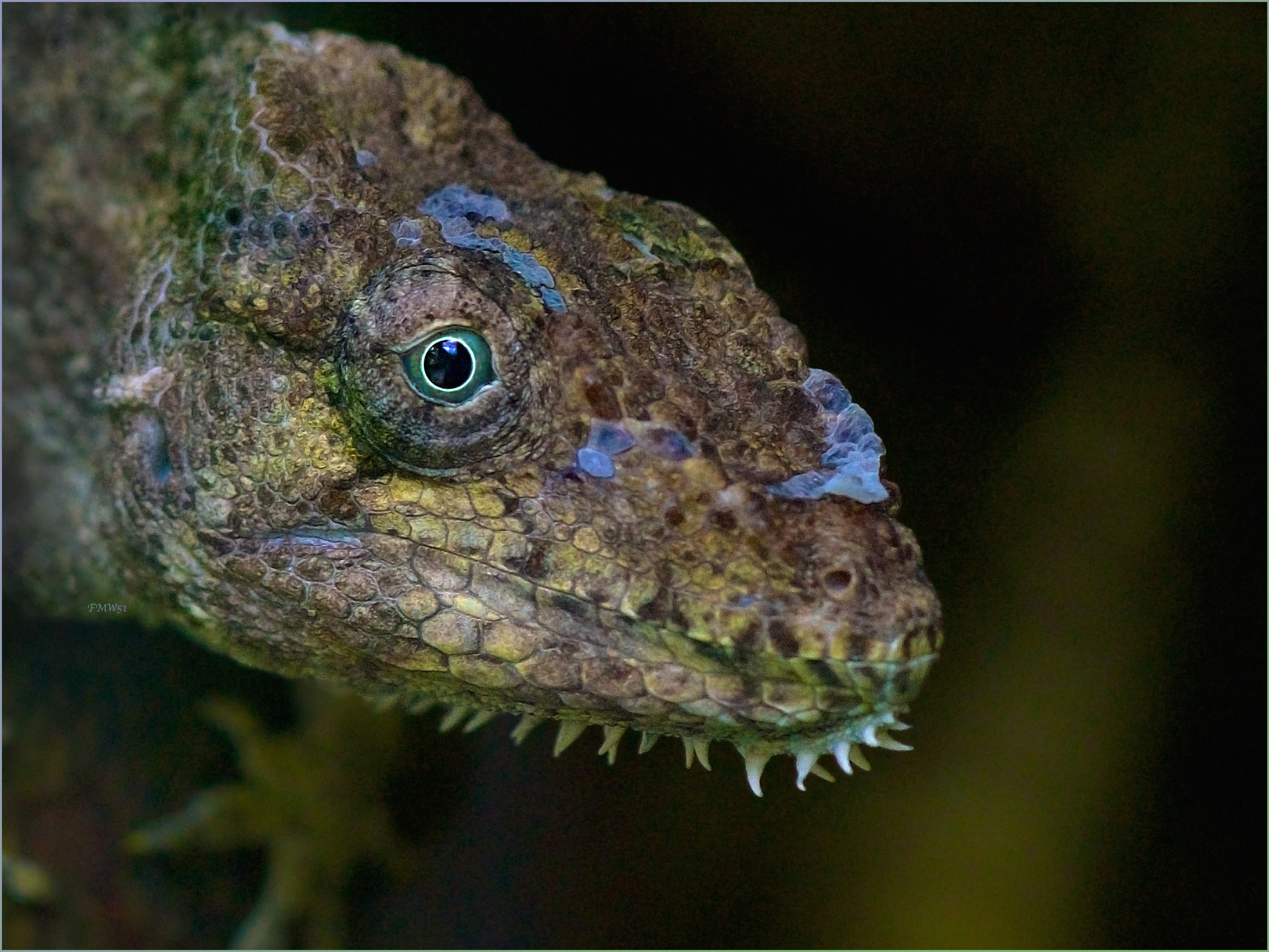 Sony SLT-A55 (SLT-A55V) + Sony 100mm F2.8 Macro sample photo. Polychrus photography