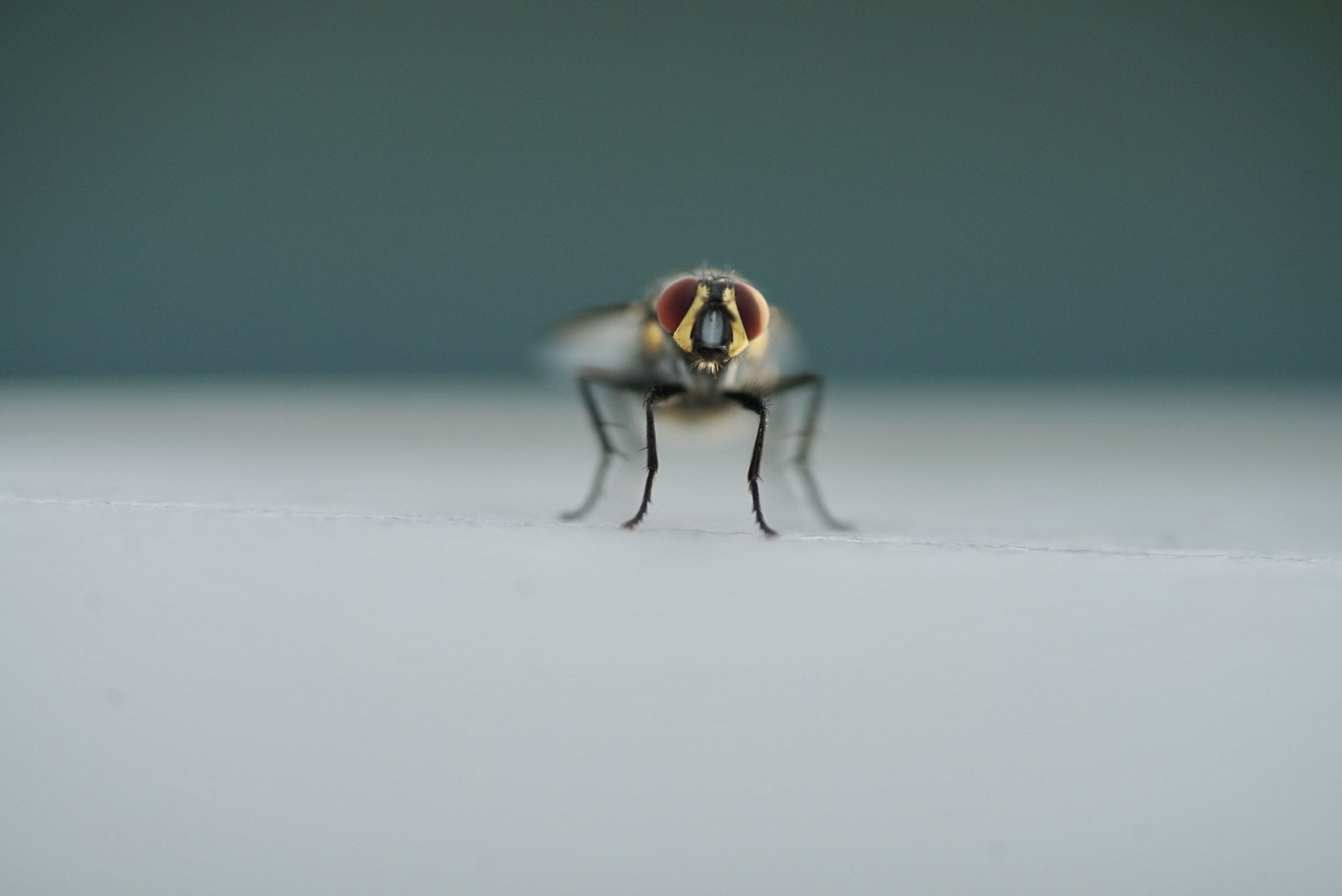 Sony a7S II + Sony FE 90mm F2.8 Macro G OSS sample photo. The fly photography