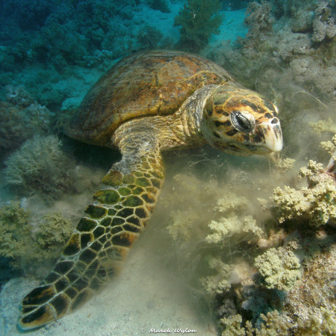 Olympus C7070WZ sample photo. Turtle | red sea | 2005.06.13 photography
