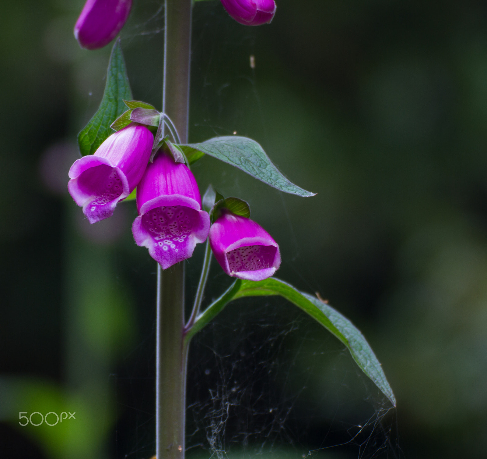Tamron SP 35mm F1.8 Di VC USD sample photo. Foxgloves photography