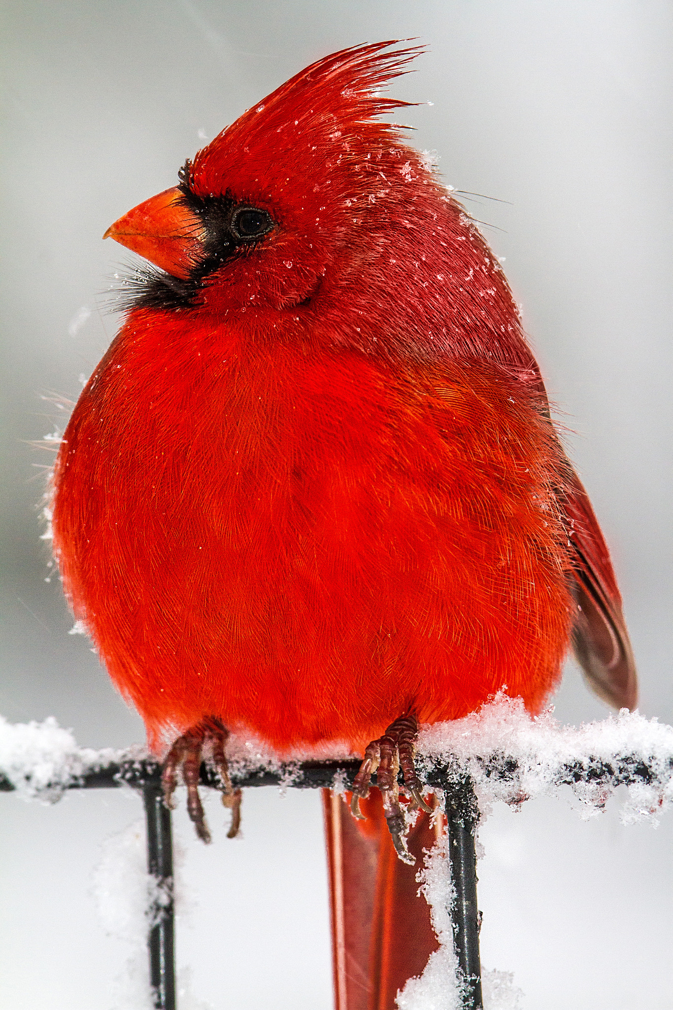 Canon EF 300mm F2.8L IS USM sample photo. Northern cardinal in the snow photography