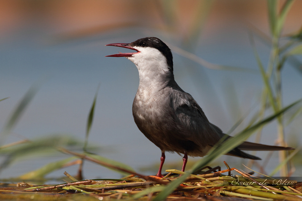 Canon EOS 7D sample photo. Whiskered tern  photography