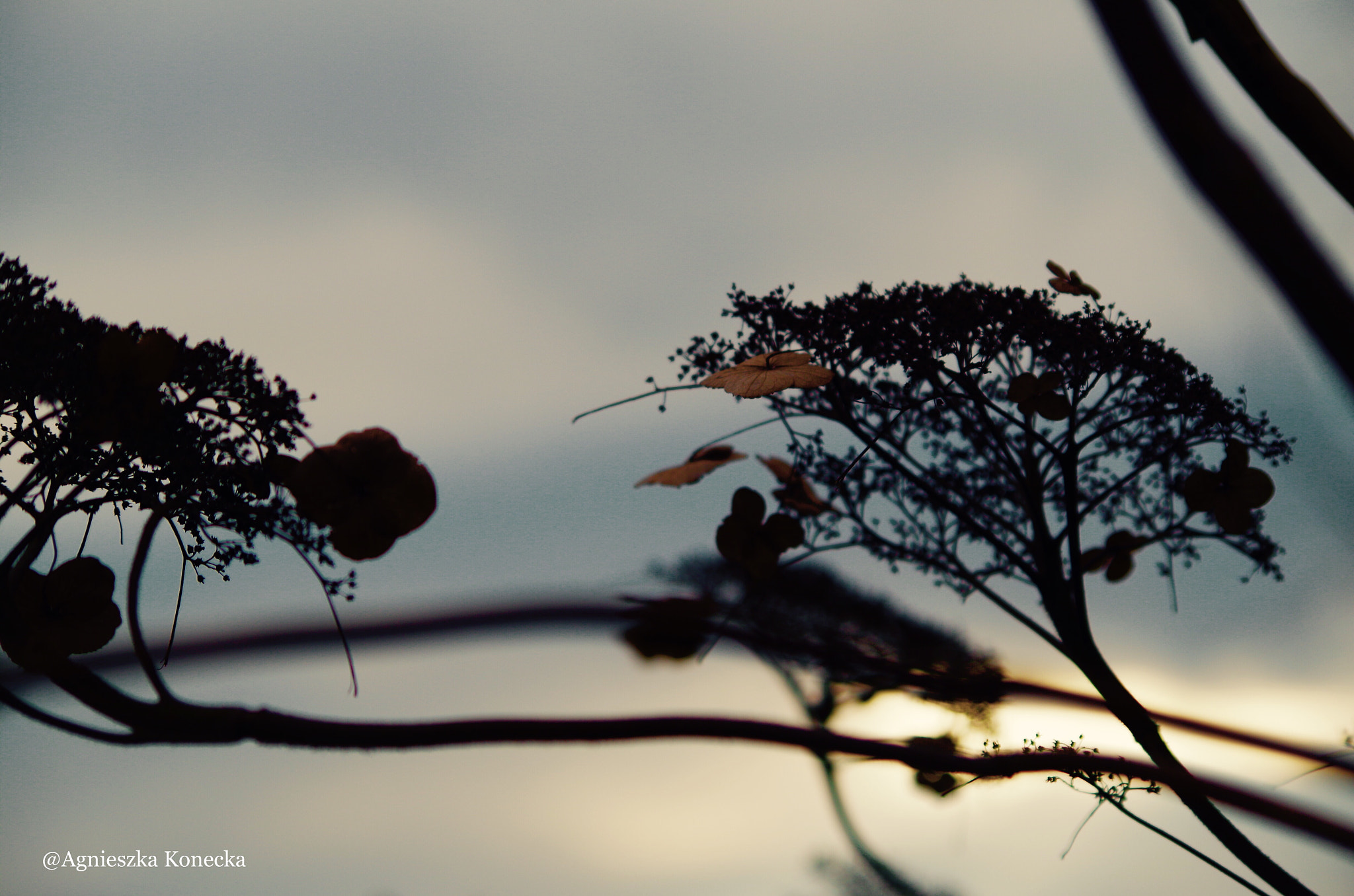 HD Pentax DA 55-300mm F4.0-5.8 ED WR sample photo. My dream photography