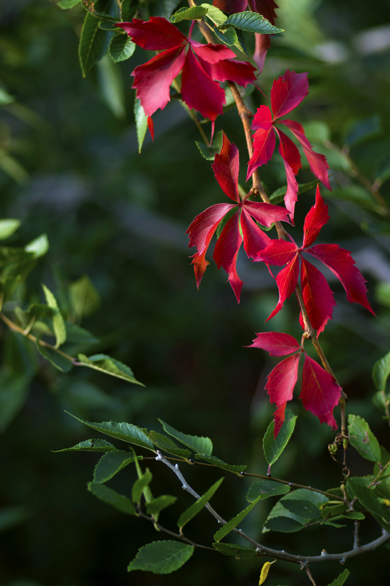 Nikon D5300 + Tokina AT-X Pro 100mm F2.8 Macro sample photo. Red in the green photography