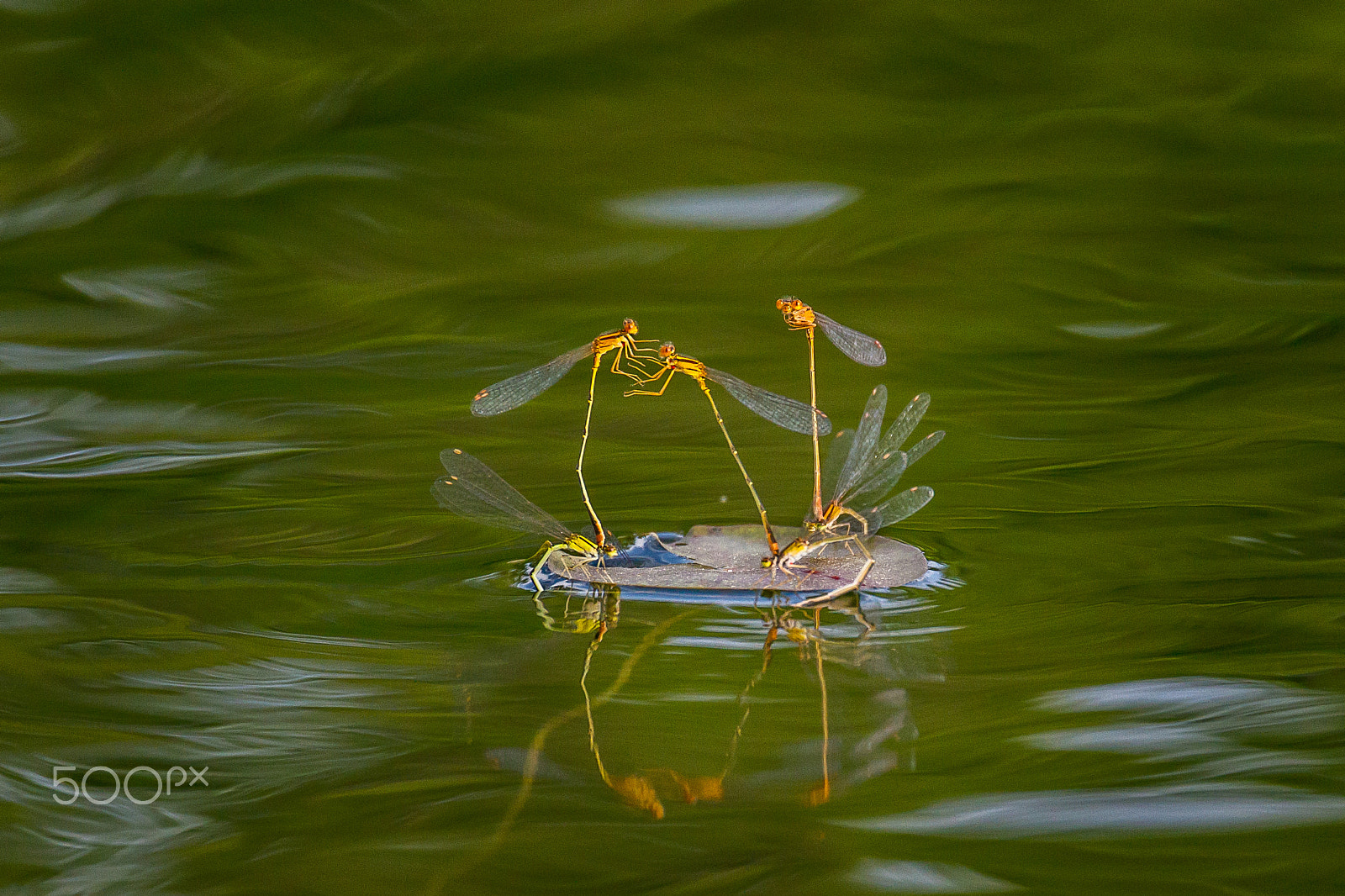 Canon EOS 7D sample photo. Damselflies laying eggs in evening light photography