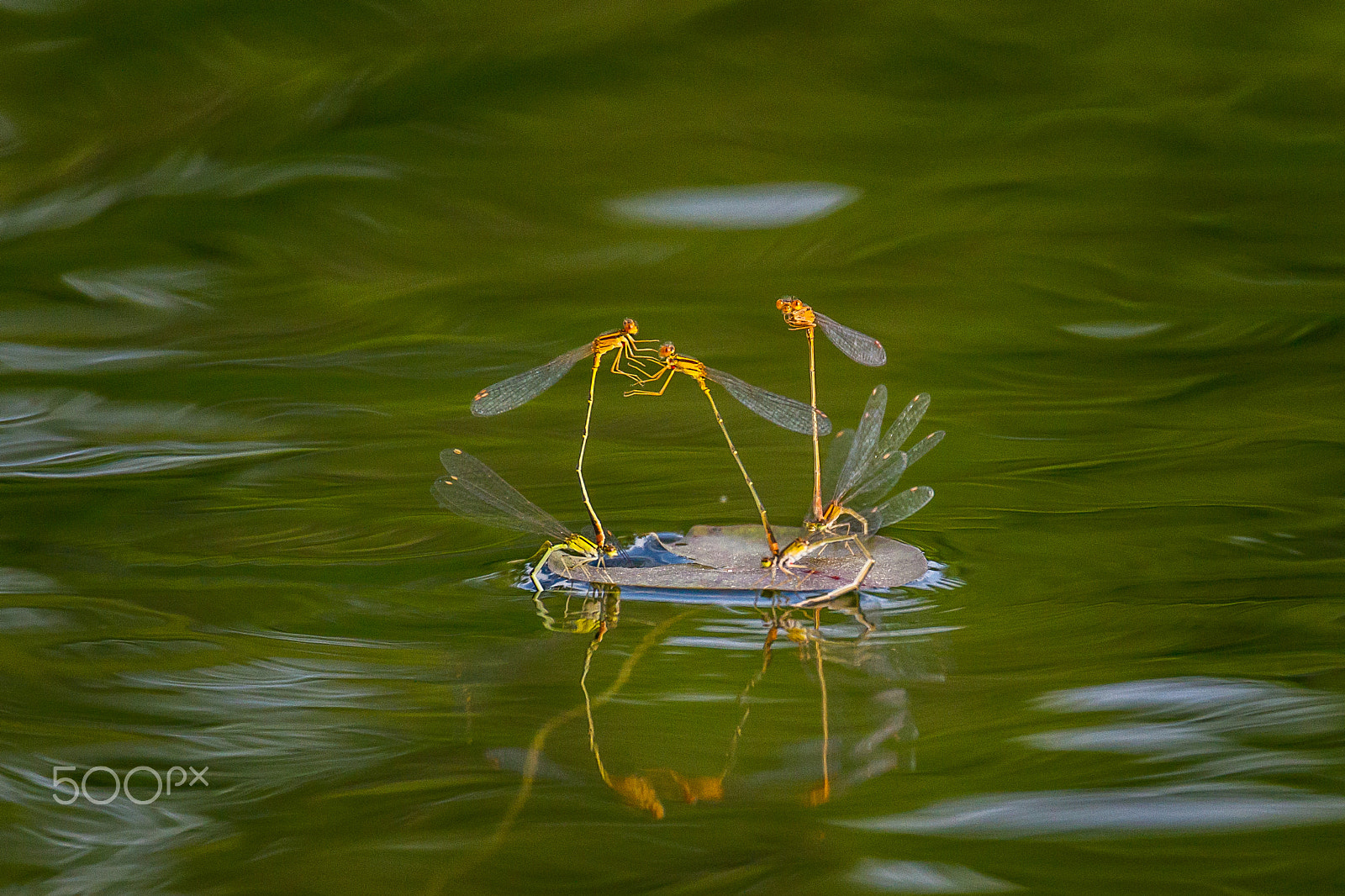 Canon EF 70-300mm F4-5.6L IS USM sample photo. Damselflies laying eggs in evening light photography