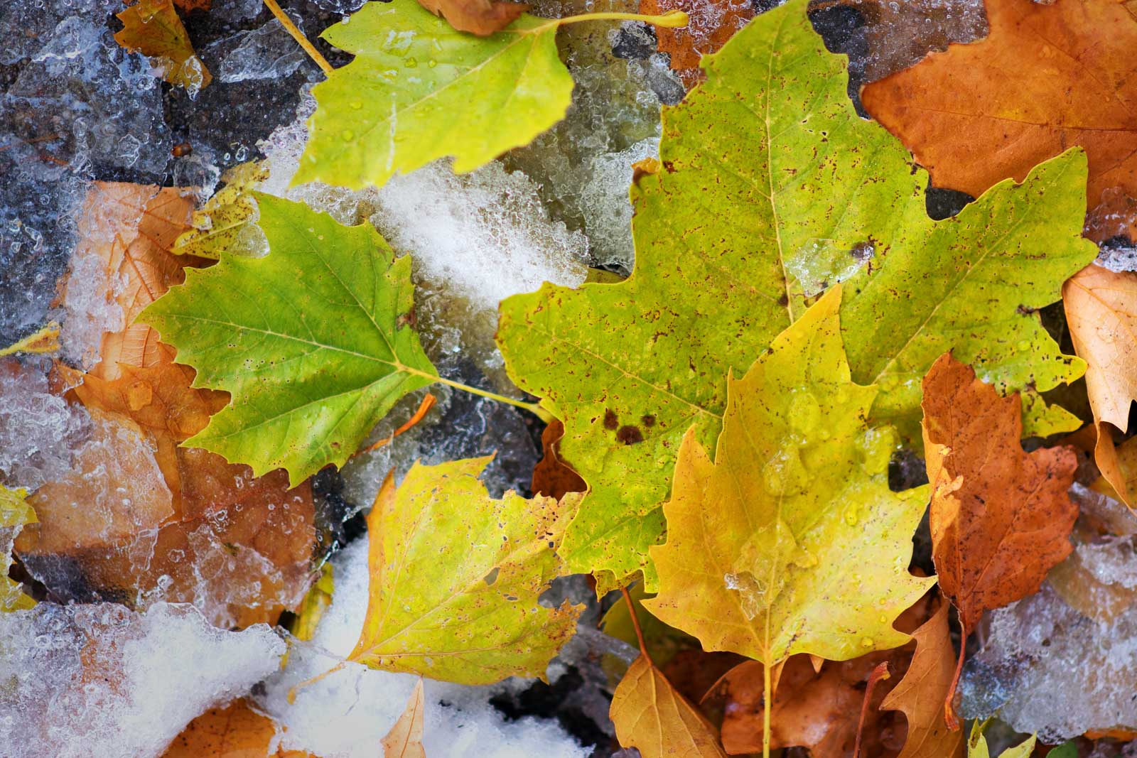 Nikon D5300 + Nikon AF-S Nikkor 85mm F1.8G sample photo. Blanket of leaves sheet of ice photography