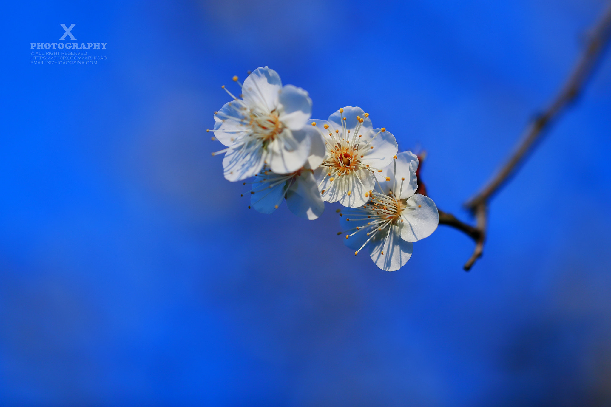 Canon EF 180mm F3.5L Macro USM sample photo. Wintersweet 梅花 photography