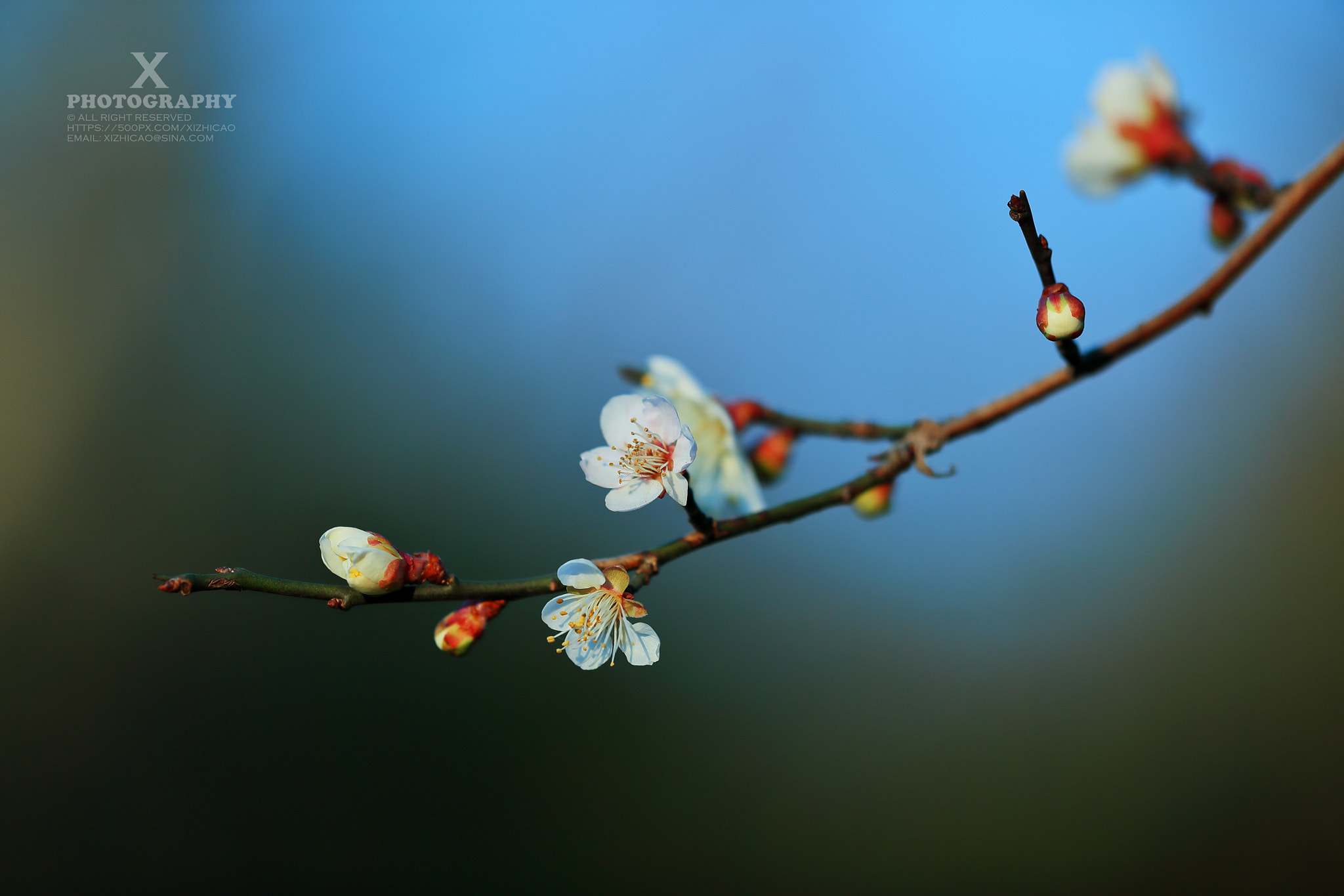 Canon EF 180mm F3.5L Macro USM sample photo. Wintersweet 梅花 photography