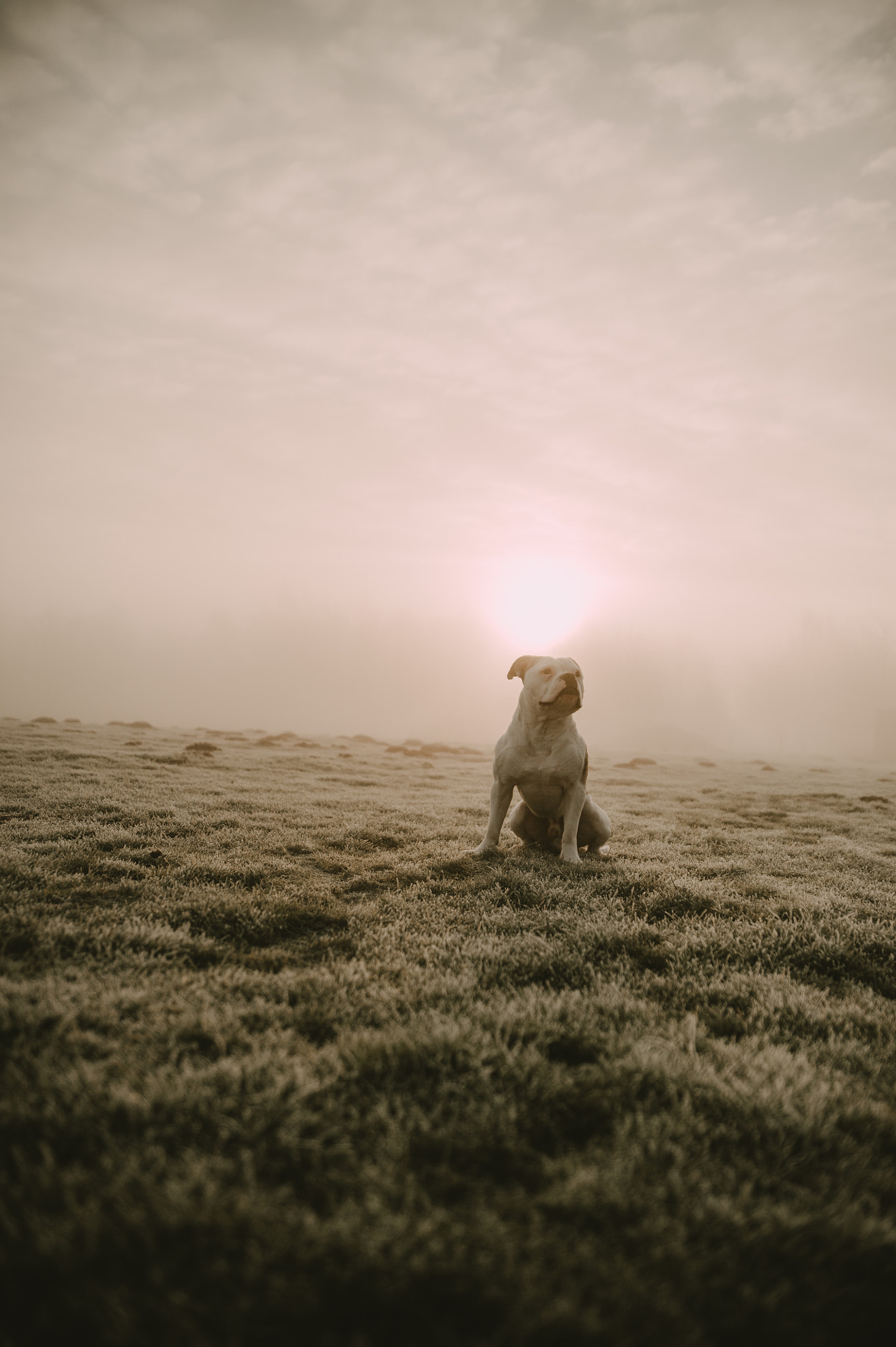 Nikon D700 sample photo. Bulldog in the fog photography