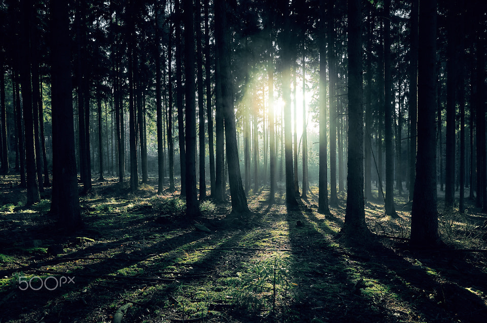 Ricoh GR sample photo. Sunset in forest photography