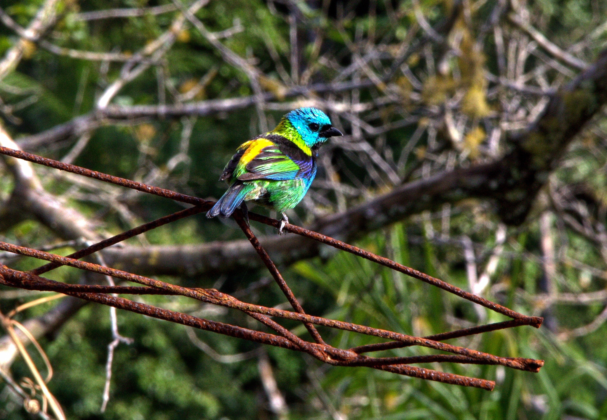 Canon EOS 60D + Canon EF 100-200mm f/4.5A sample photo. Saíra-sete-cores.  photography