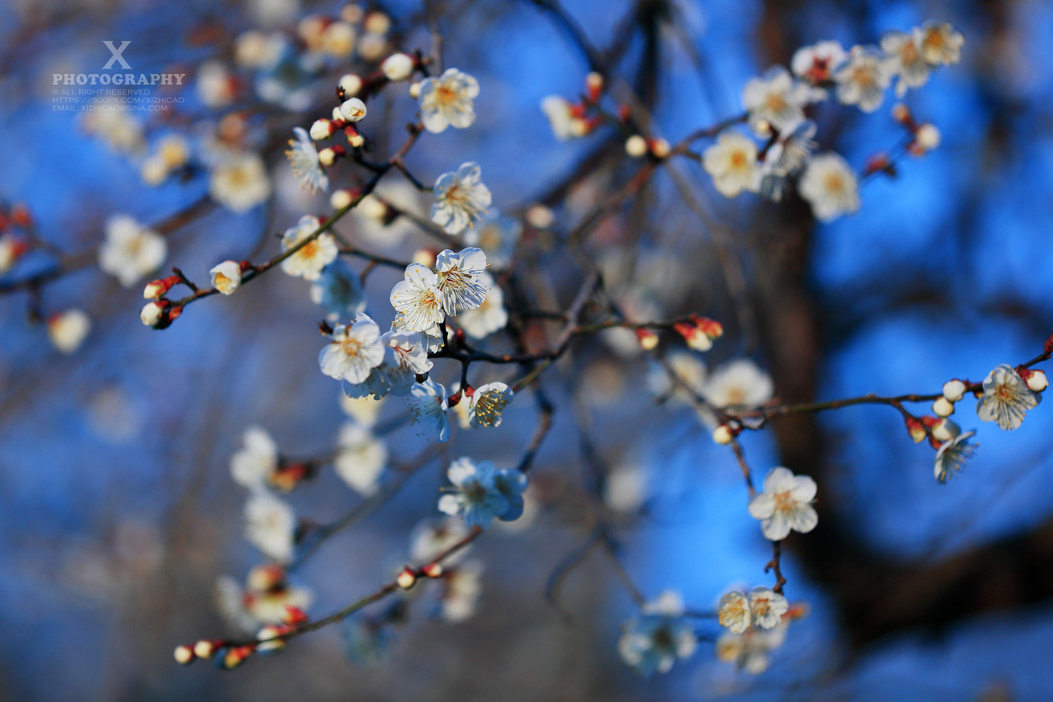 Canon EF 180mm F3.5L Macro USM sample photo. 梅花 wintersweet photography