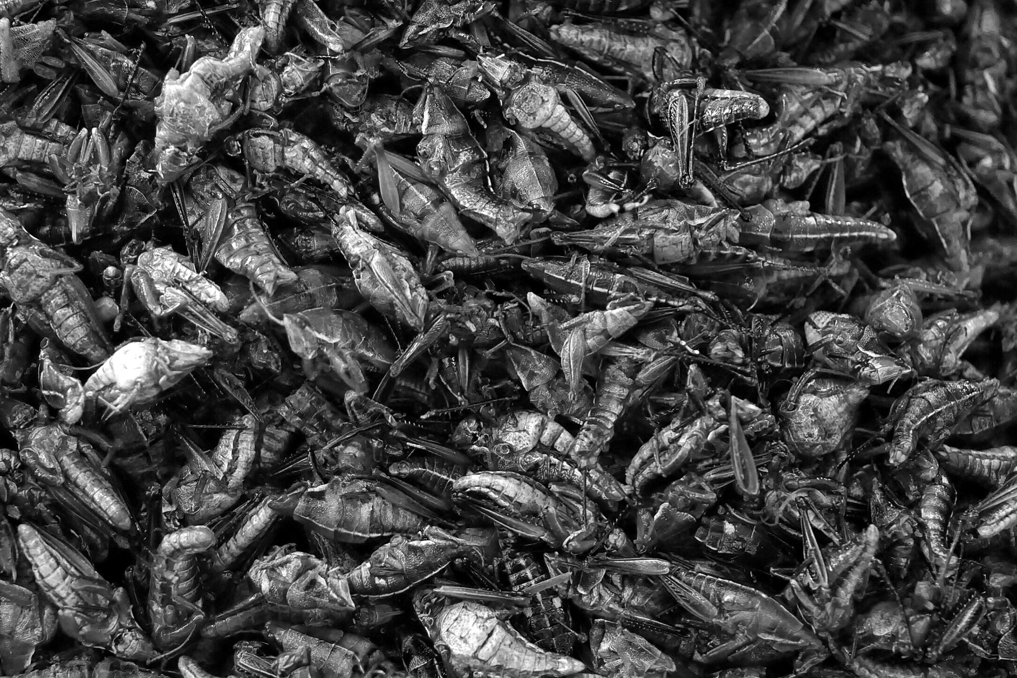 Sony a6000 + Sony E 18-200mm F3.5-6.3 OSS sample photo. Grasshoppers to eat ... photography