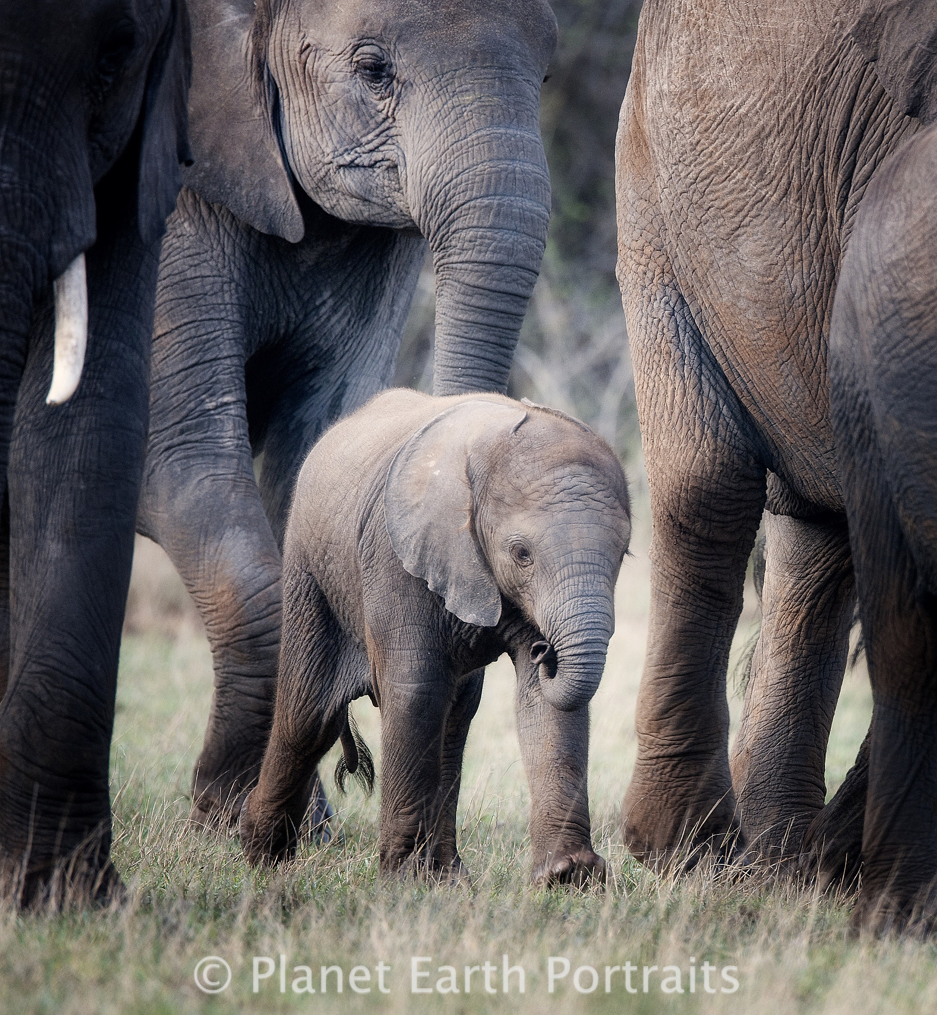 Nikon D300S sample photo. Protected baby at amboseli photography