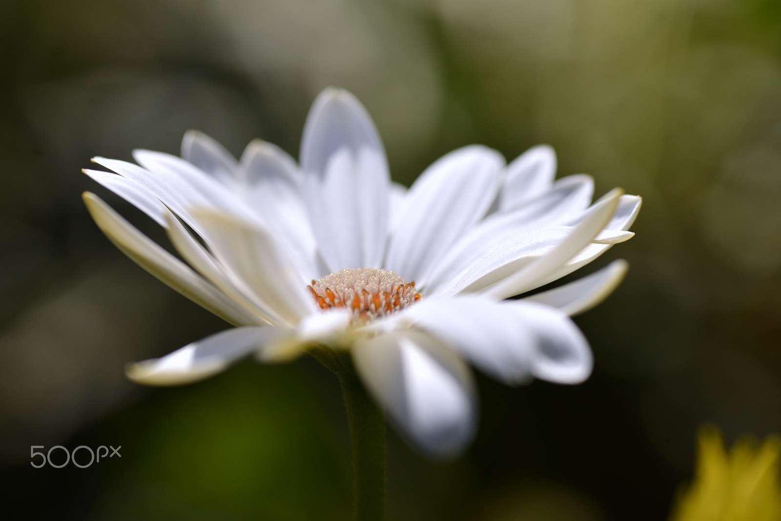 Nikon D600 sample photo. Treasure flower photography