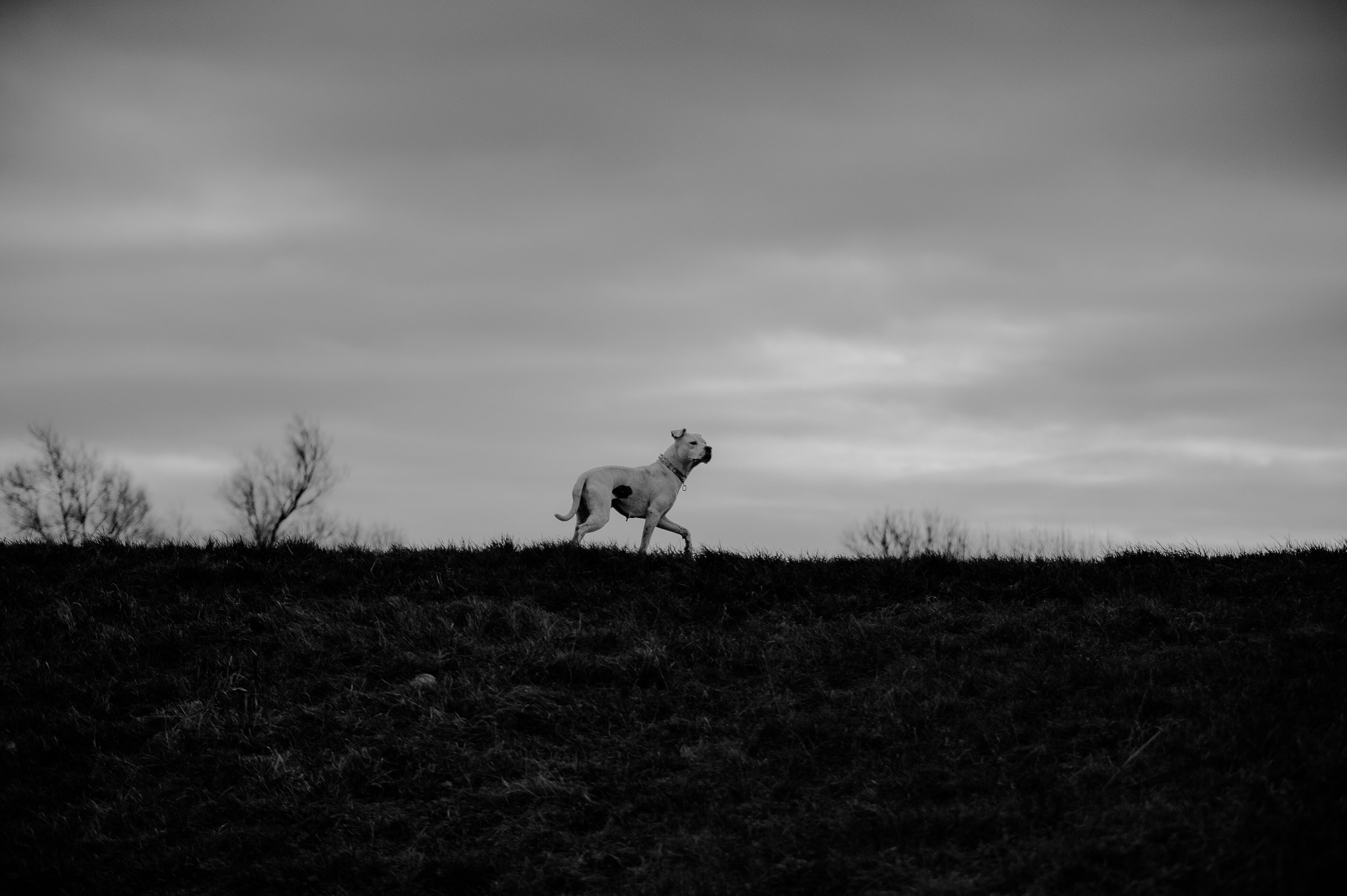Nikon D700 sample photo. The walk and the hunt photography