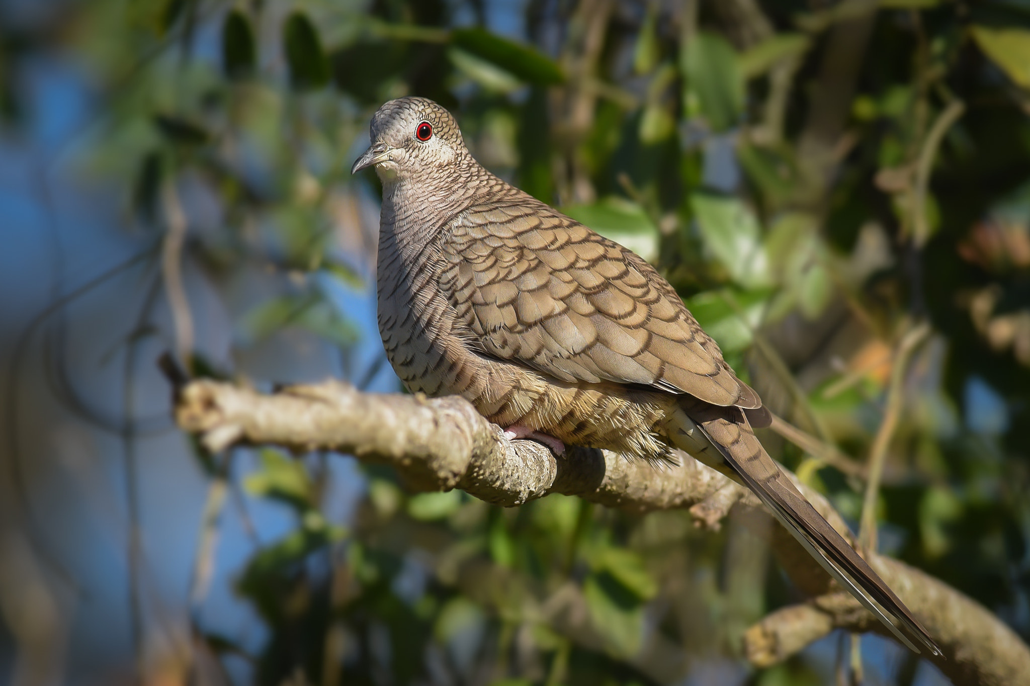 Nikon AF-S Nikkor 300mm F2.8G ED-IF VR sample photo. Inca dove photography