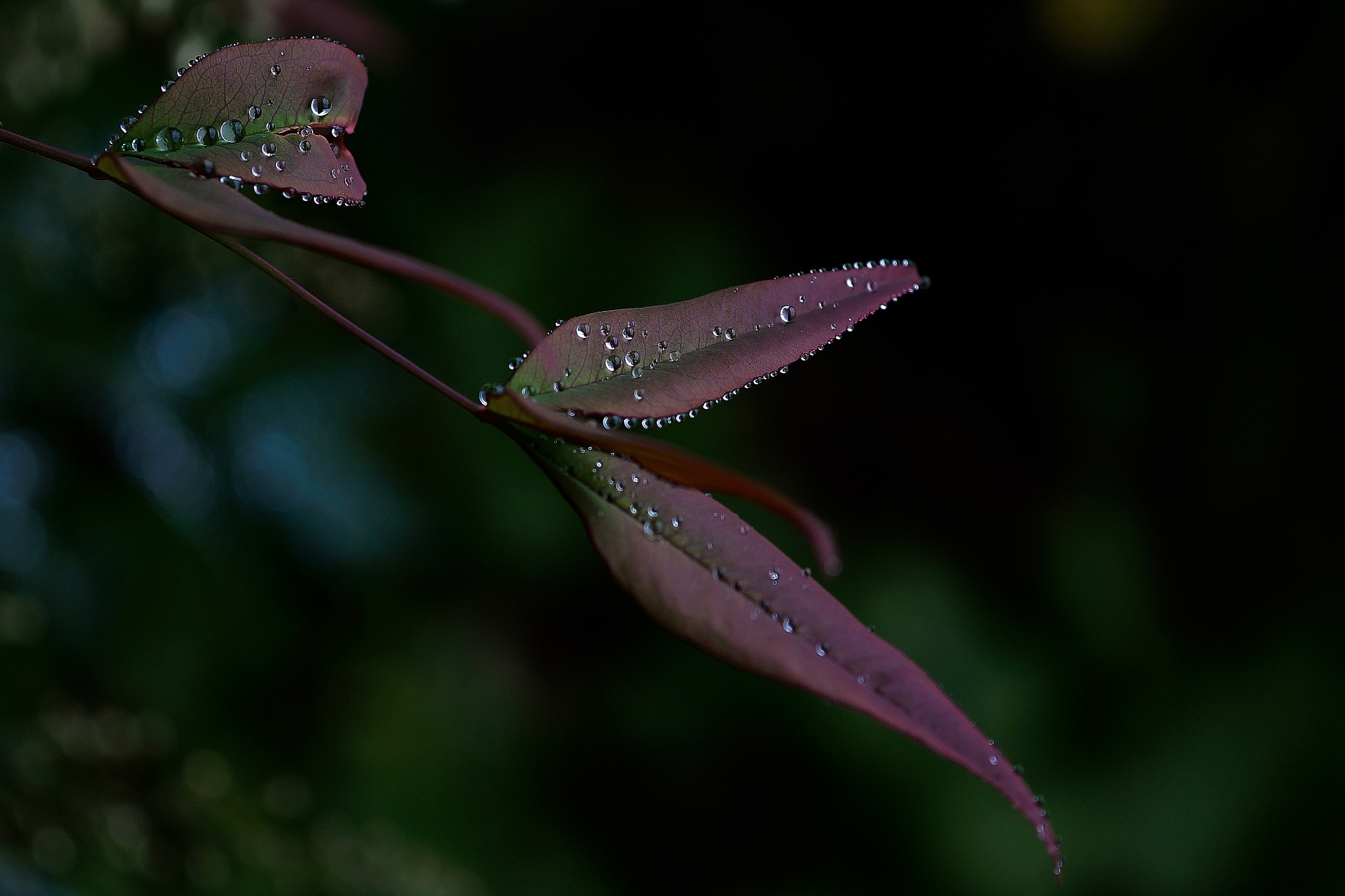 Sony Alpha a3000 + E 60mm F2.8 sample photo. Pearl collection photography