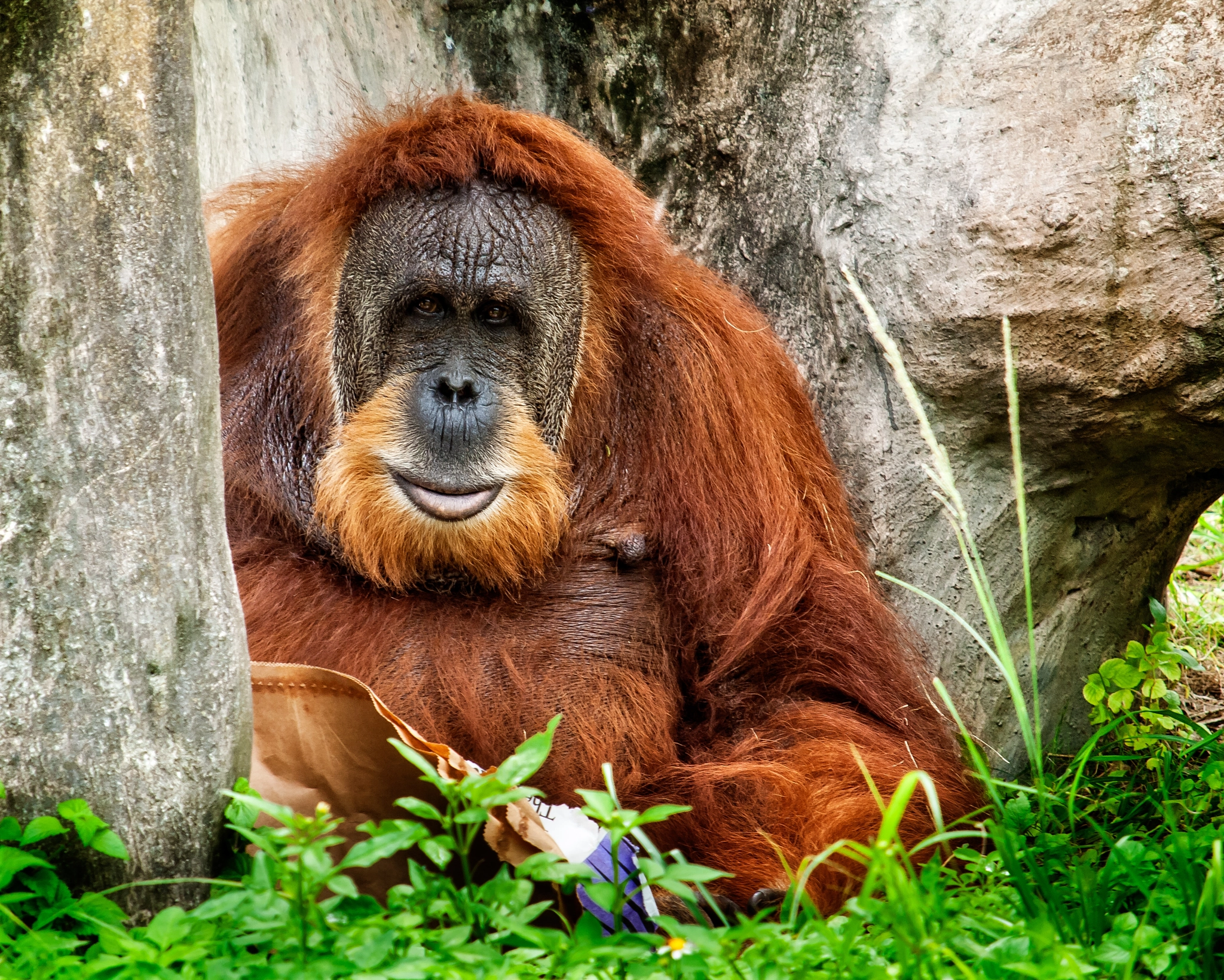 Olympus E-620 (EVOLT E-620) + Olympus Zuiko Digital ED 50-200mm F2.8-3.5 SWD sample photo. Sumatran orangutan (pongo abelii) photography