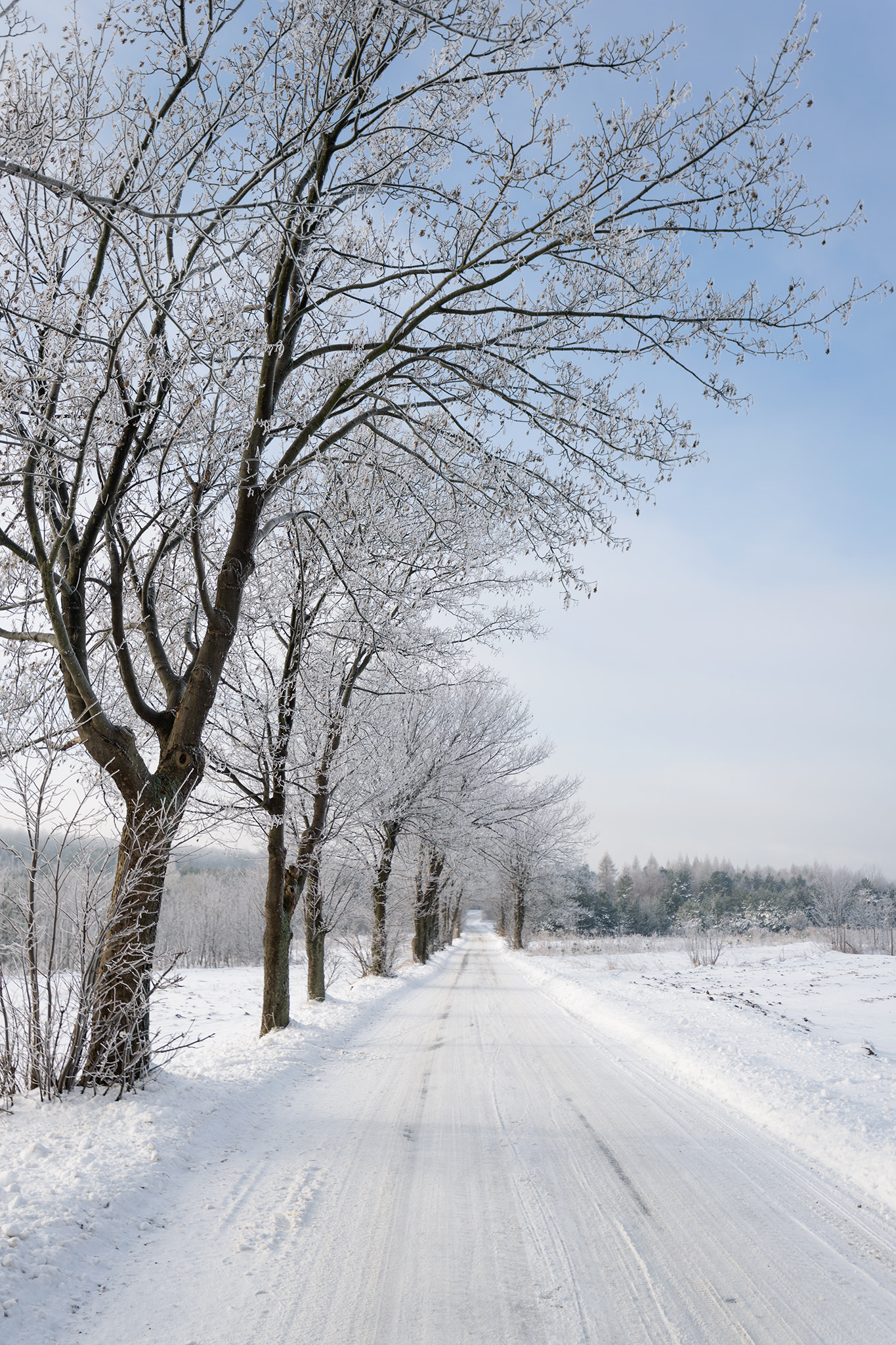 Tamron SP 15-30mm F2.8 Di VC USD sample photo. Frosty morning photography