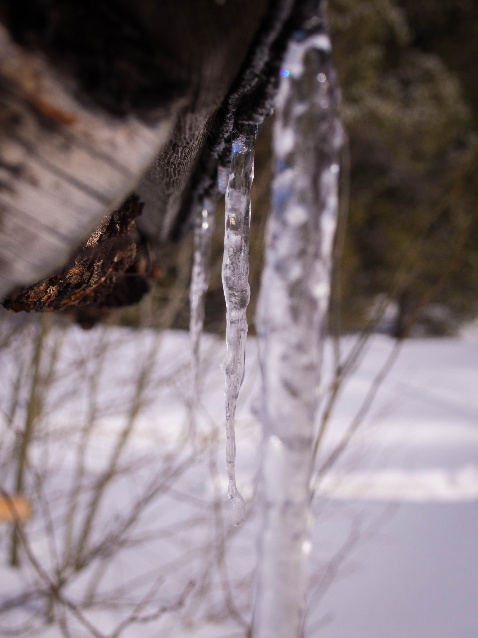 Olympus M.Zuiko Digital 14-42mm F3.5-5.6 II R sample photo. Icicles photography