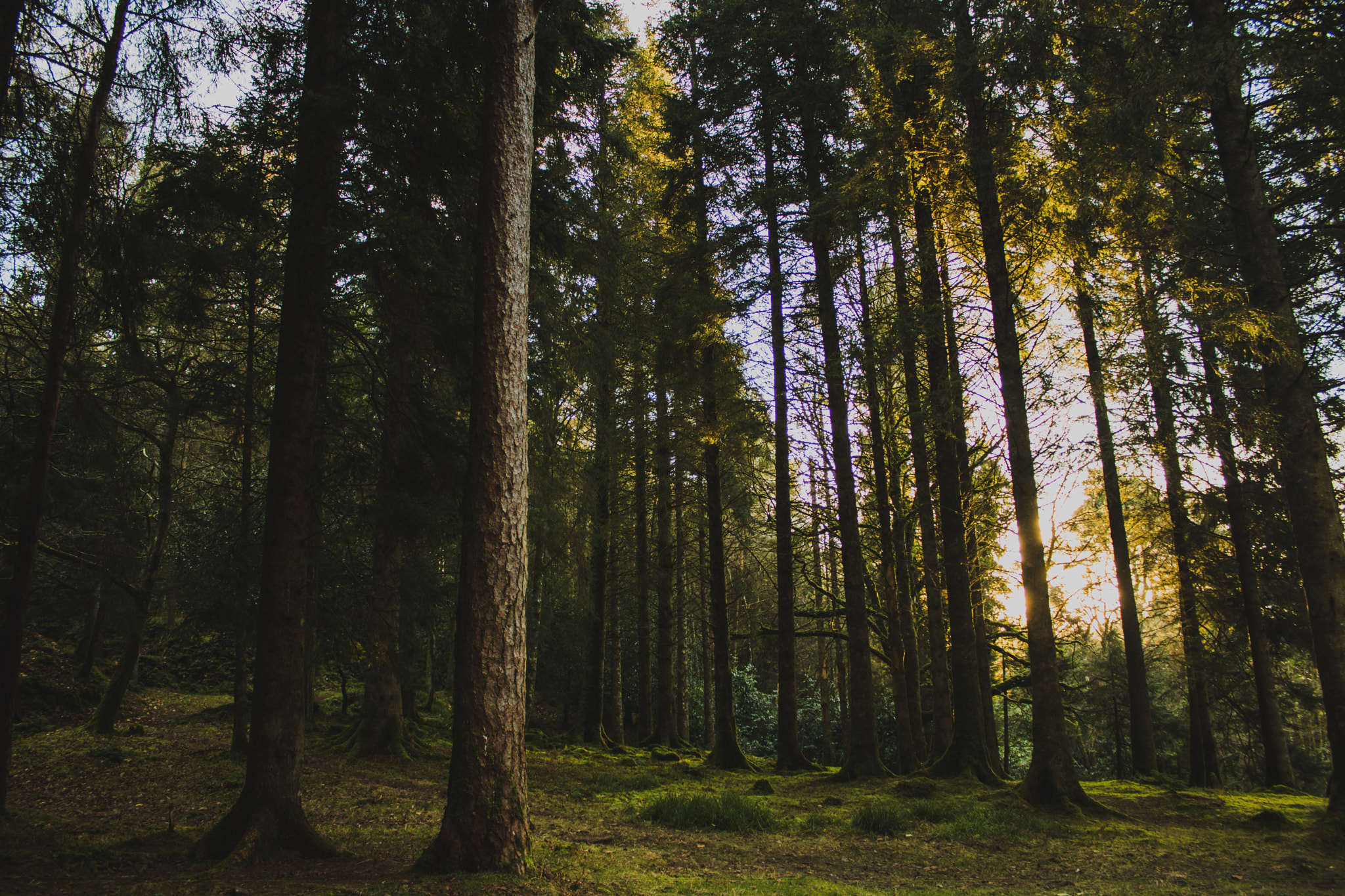 Canon EOS 750D (EOS Rebel T6i / EOS Kiss X8i) sample photo. Wooded sunrise photography