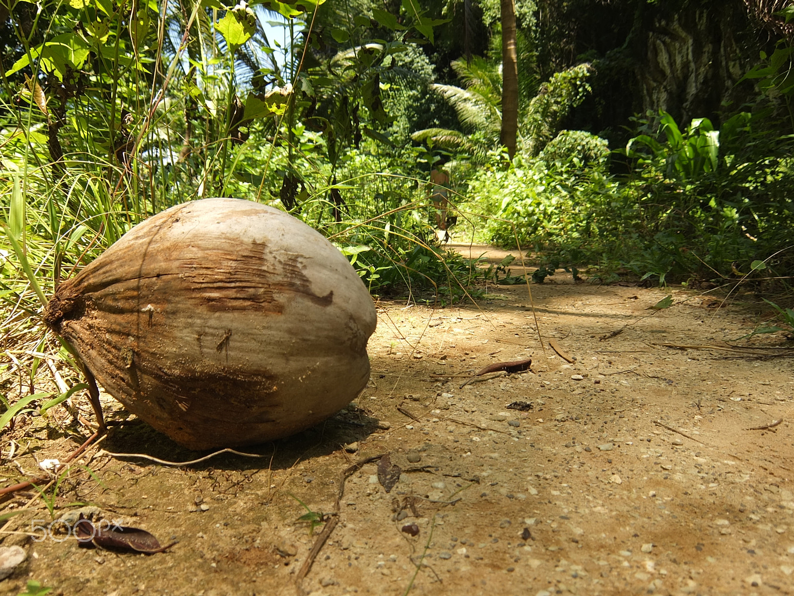 Fujifilm XF1 sample photo. Wild coconut photography