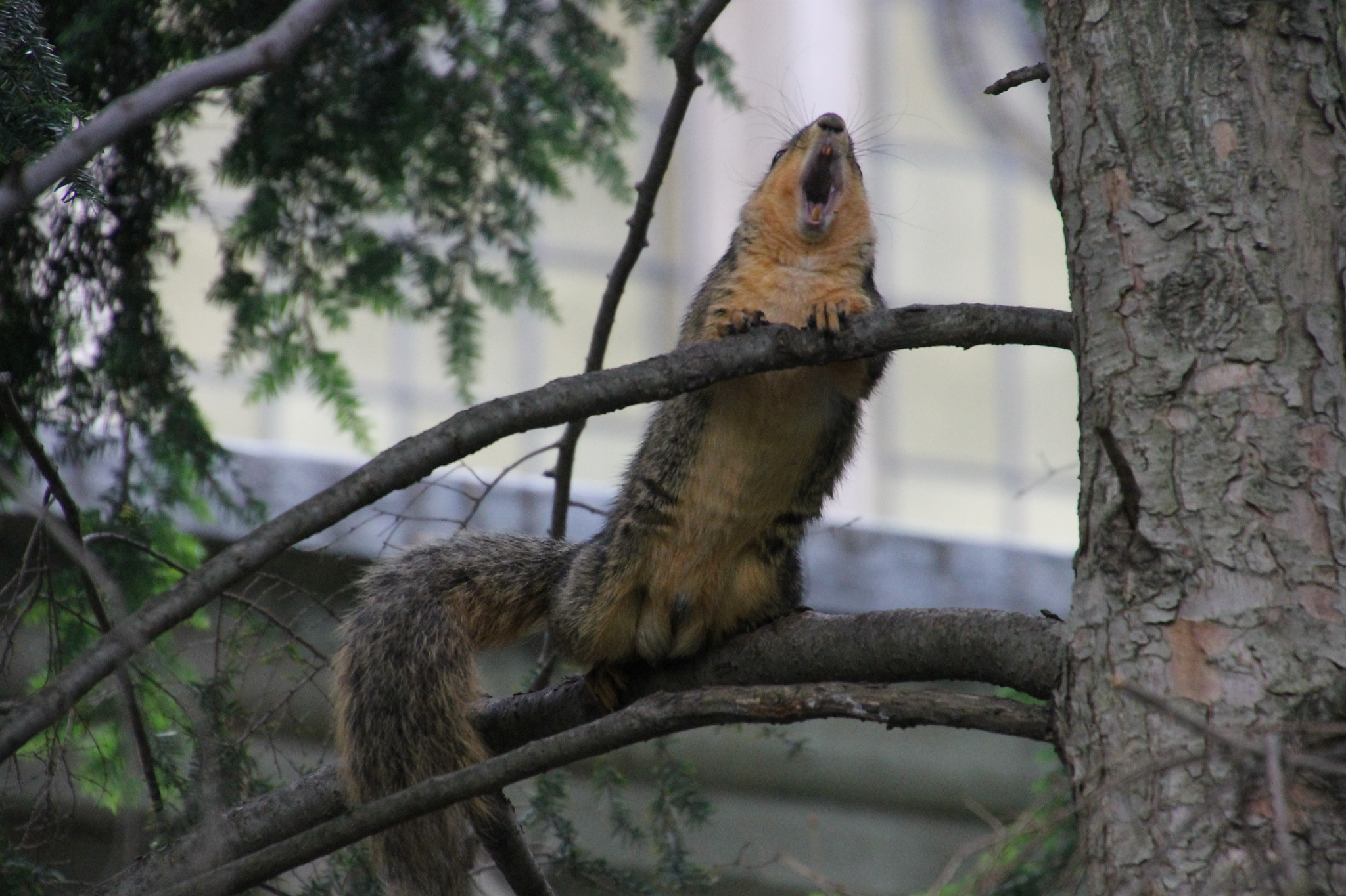Canon EOS 1100D (EOS Rebel T3 / EOS Kiss X50) sample photo. Squirrels at the university of michigan in ann arb photography