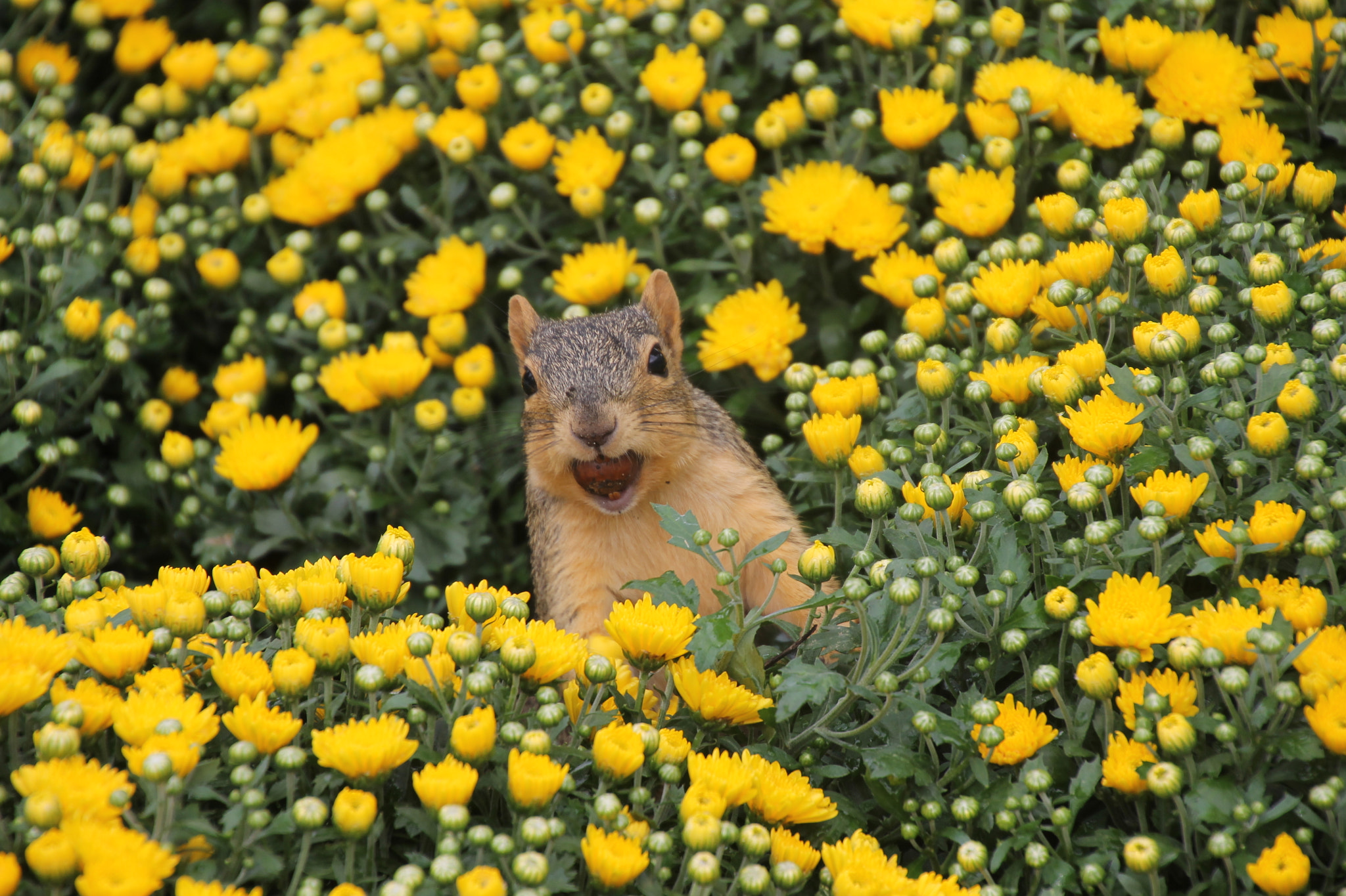 Canon EOS 1100D (EOS Rebel T3 / EOS Kiss X50) sample photo. Squirrels at the university of michigan in ann arb photography