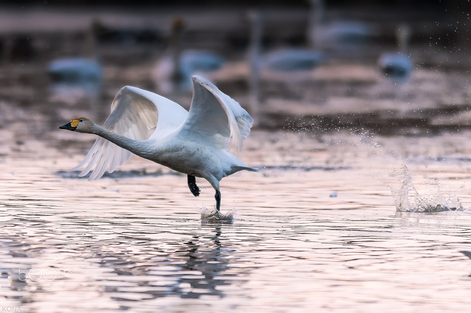 Nikon D3 + Nikon AF-S Nikkor 400mm F2.8G ED VR II sample photo. Swan photography