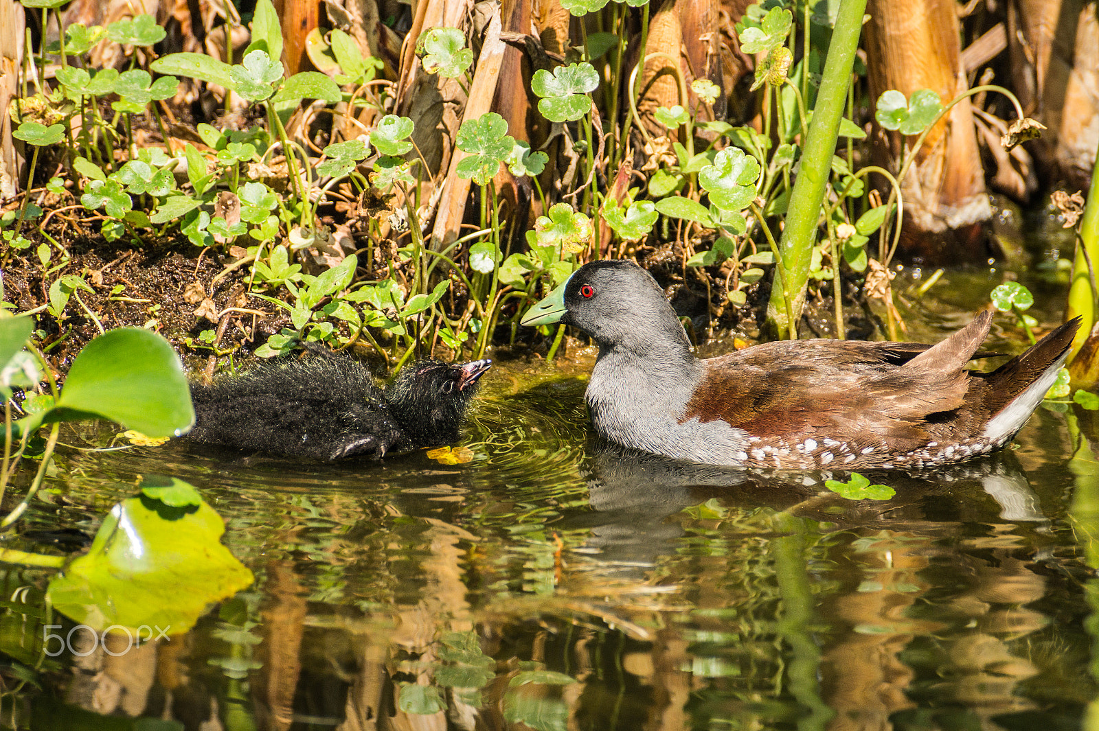 Sony DT 55-300mm F4.5-5.6 SAM sample photo. Tagua y madre photography