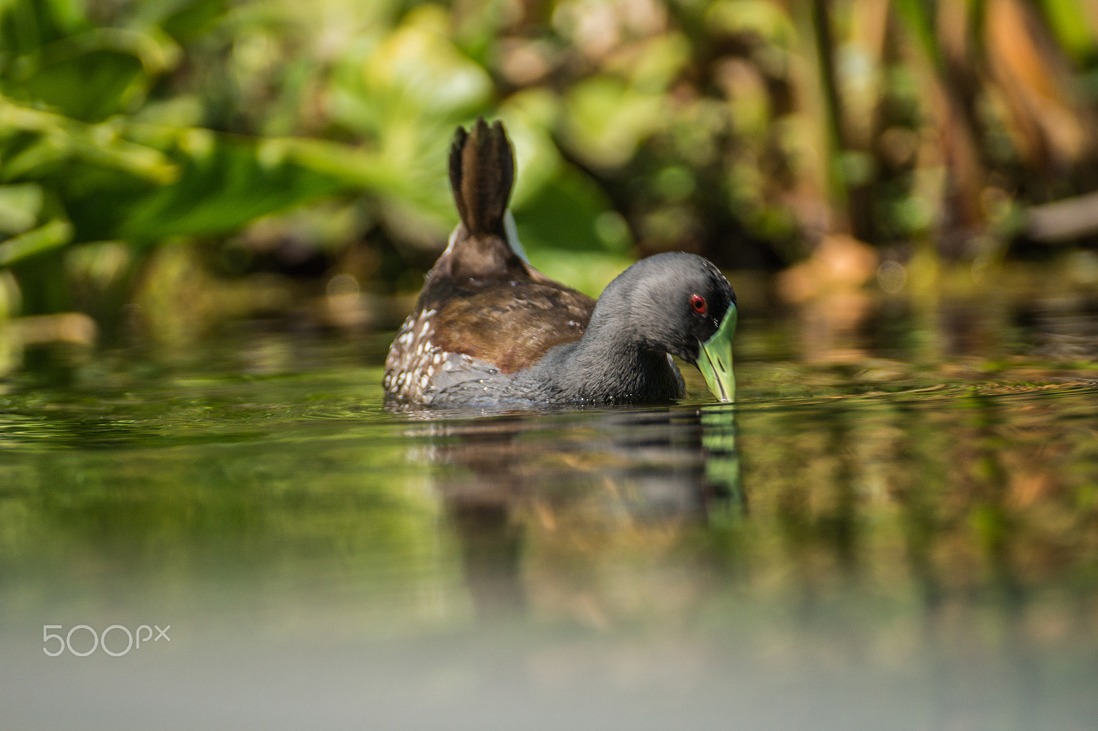 Sony DT 55-300mm F4.5-5.6 SAM sample photo. Tagua photography