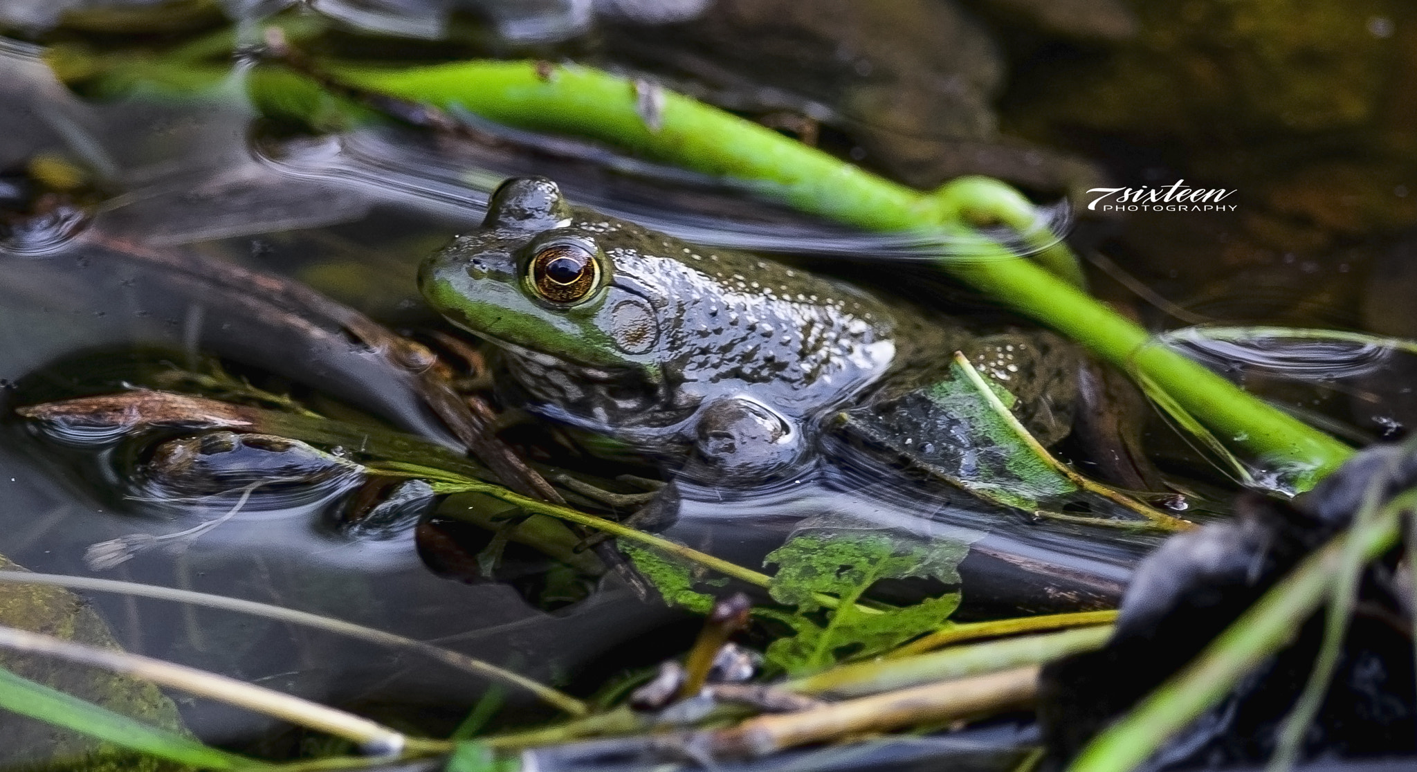 Nikon D500 sample photo. Summer frog photography