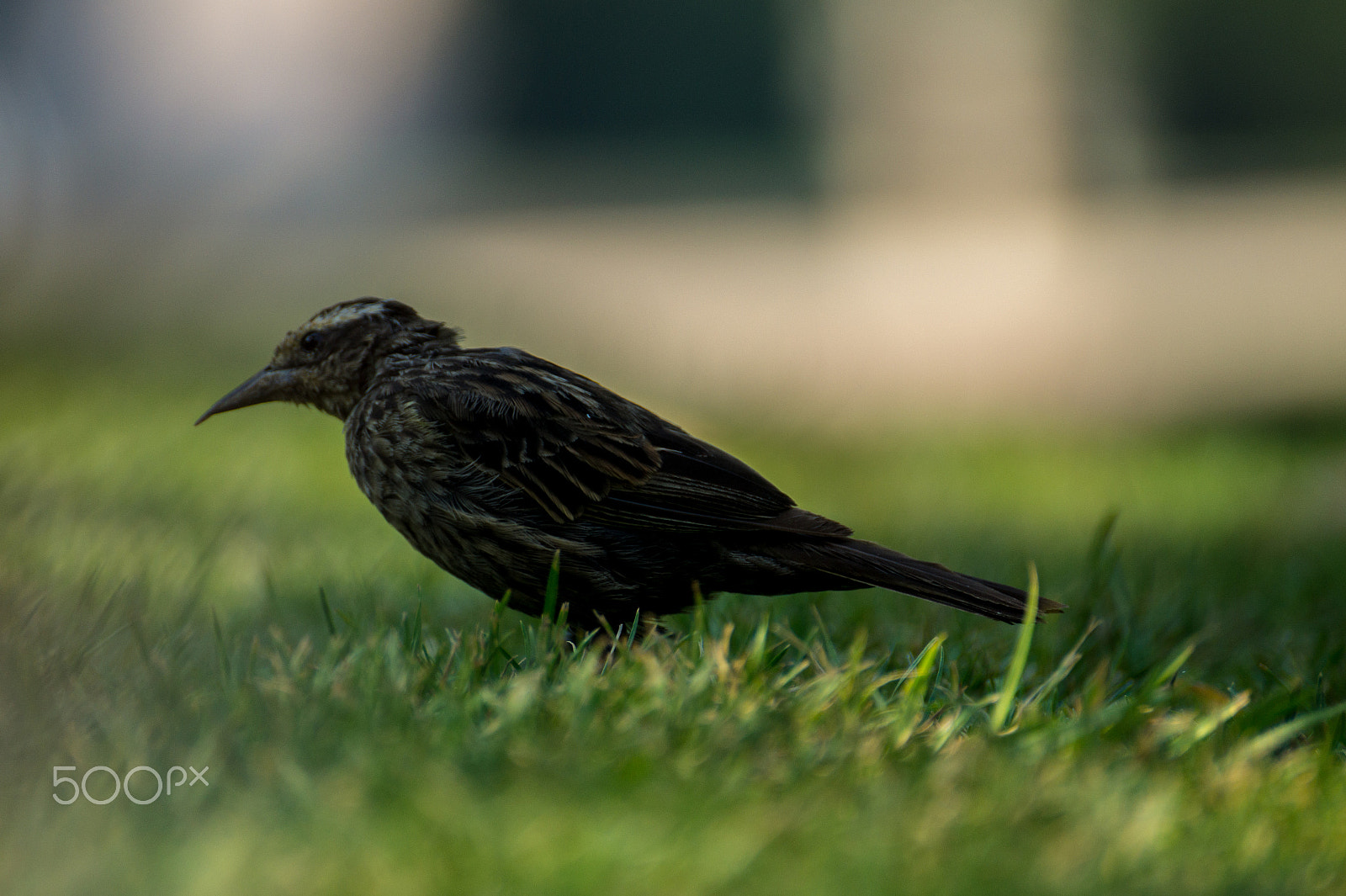 Sony DT 55-300mm F4.5-5.6 SAM sample photo. Trile hembra photography