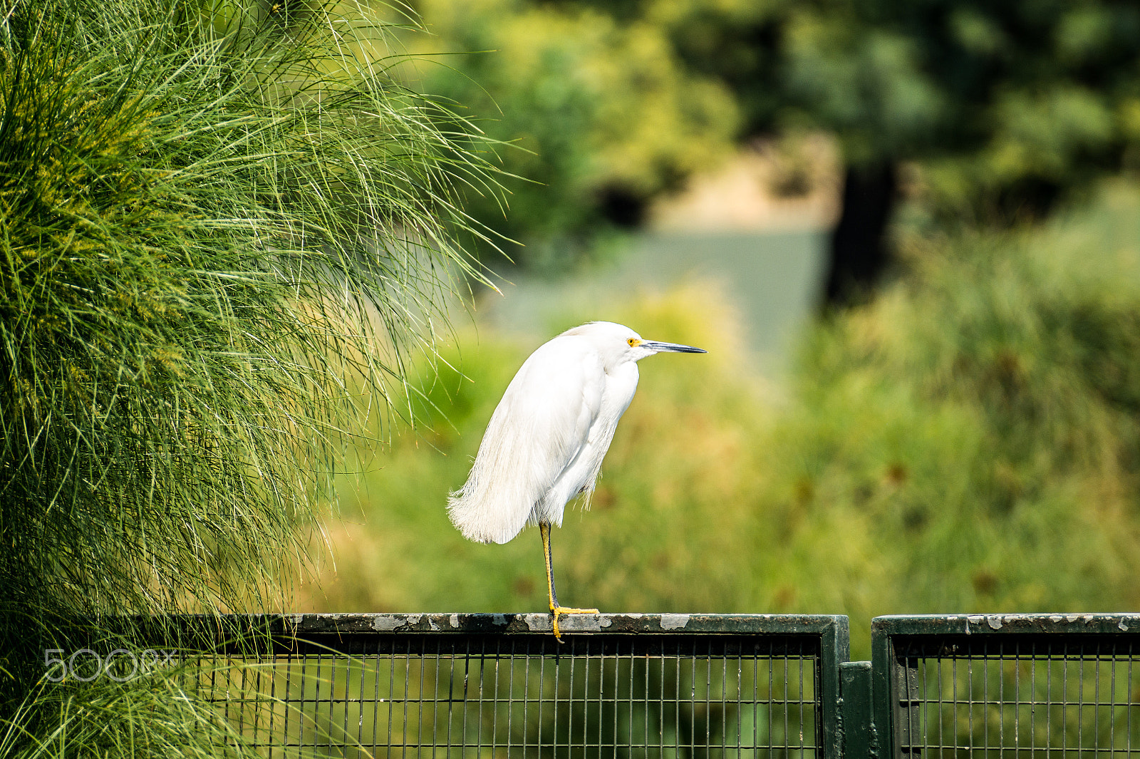 Sony DT 55-300mm F4.5-5.6 SAM sample photo. Garza cuca photography