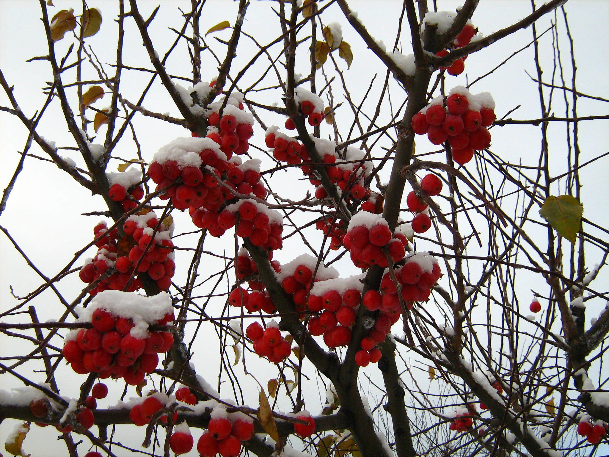 Canon POWERSHOT A450 sample photo. Frozen fruits photography