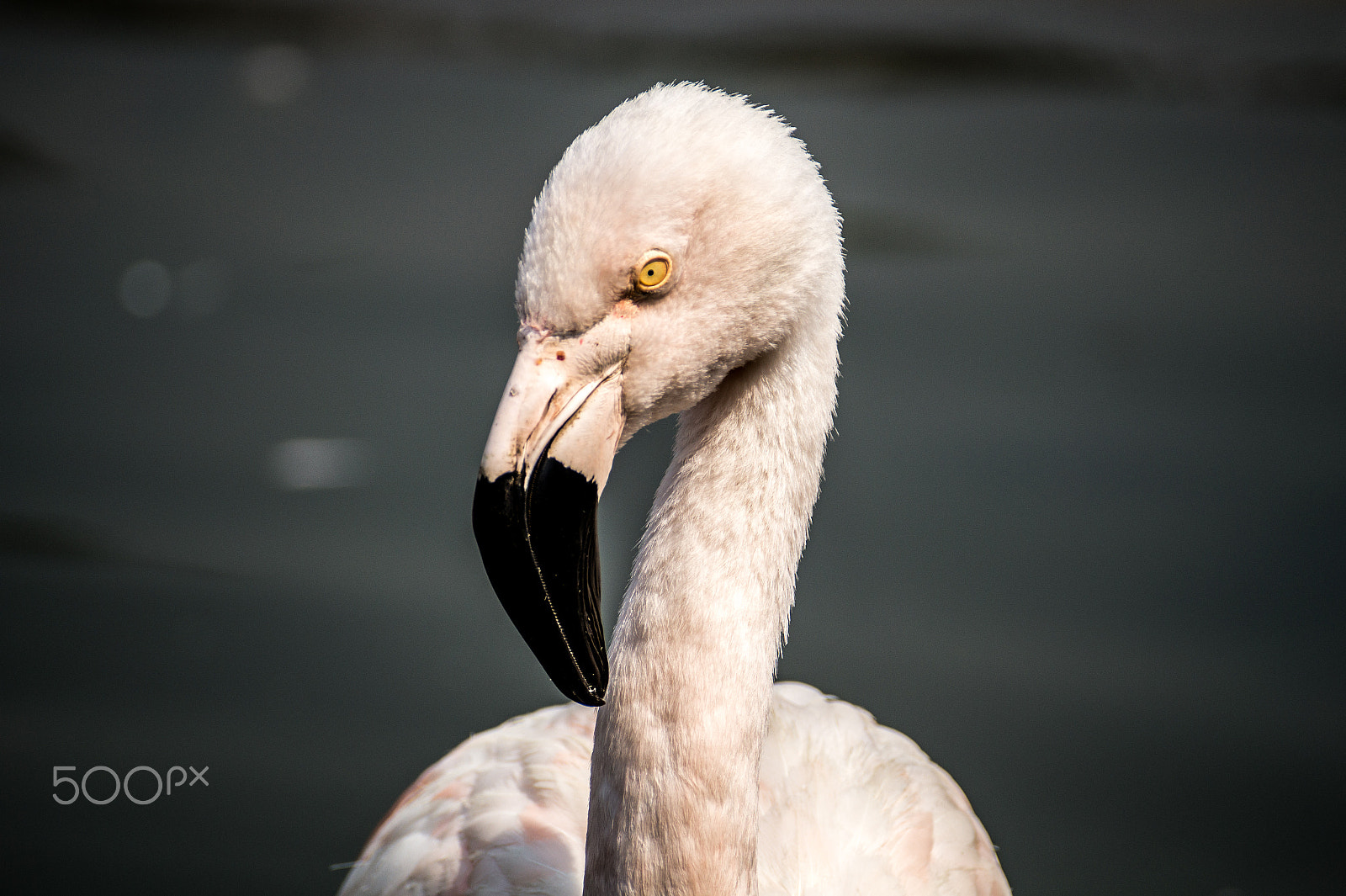 Sony DT 55-300mm F4.5-5.6 SAM sample photo. Flamenco chileno photography