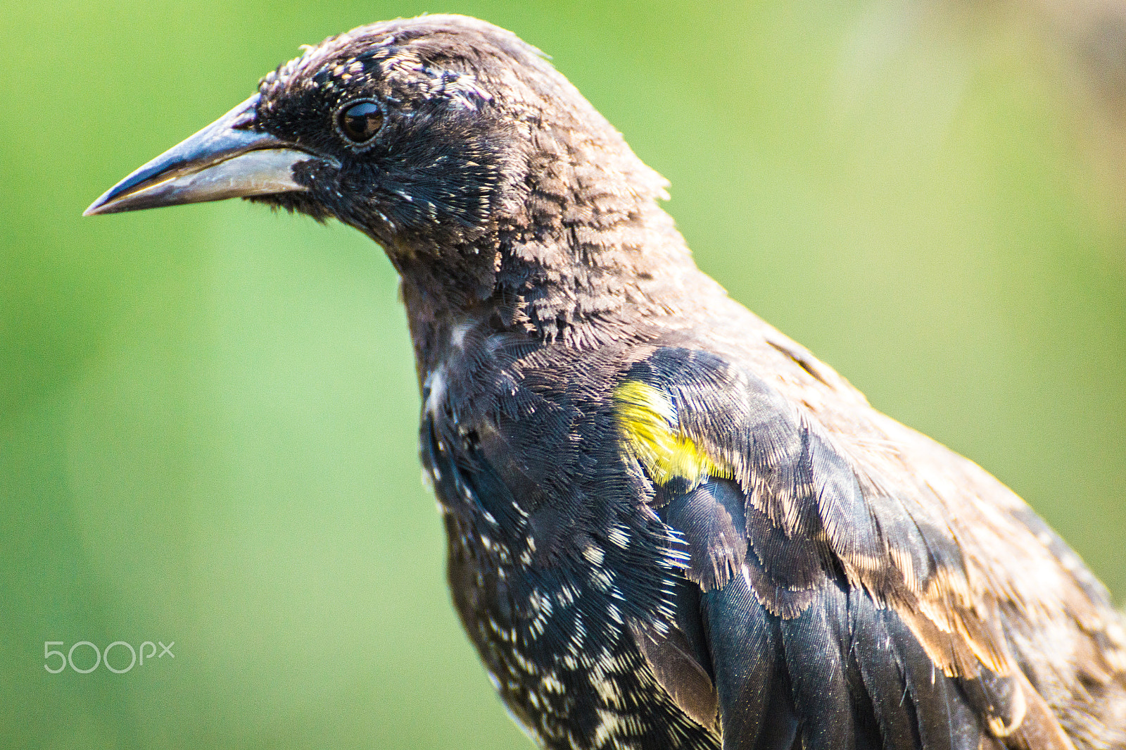 Sony DT 55-300mm F4.5-5.6 SAM sample photo. Trile macho photography