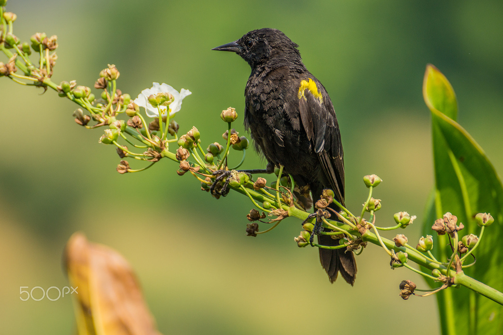 Sony DT 55-300mm F4.5-5.6 SAM sample photo. Trile macho descansando photography